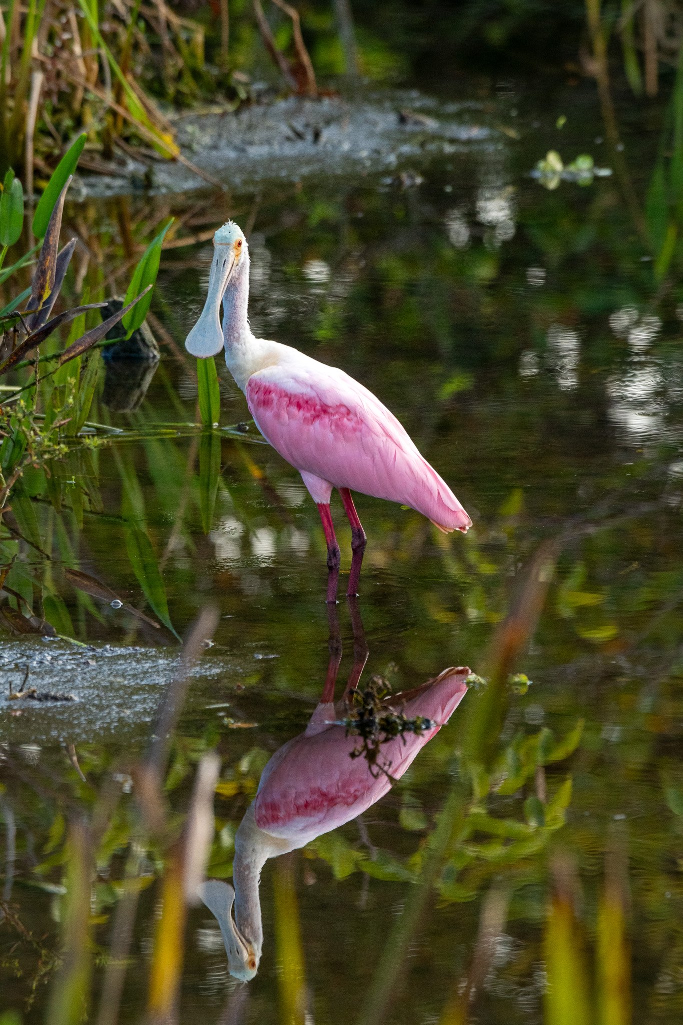 DSC_5233.jpg
