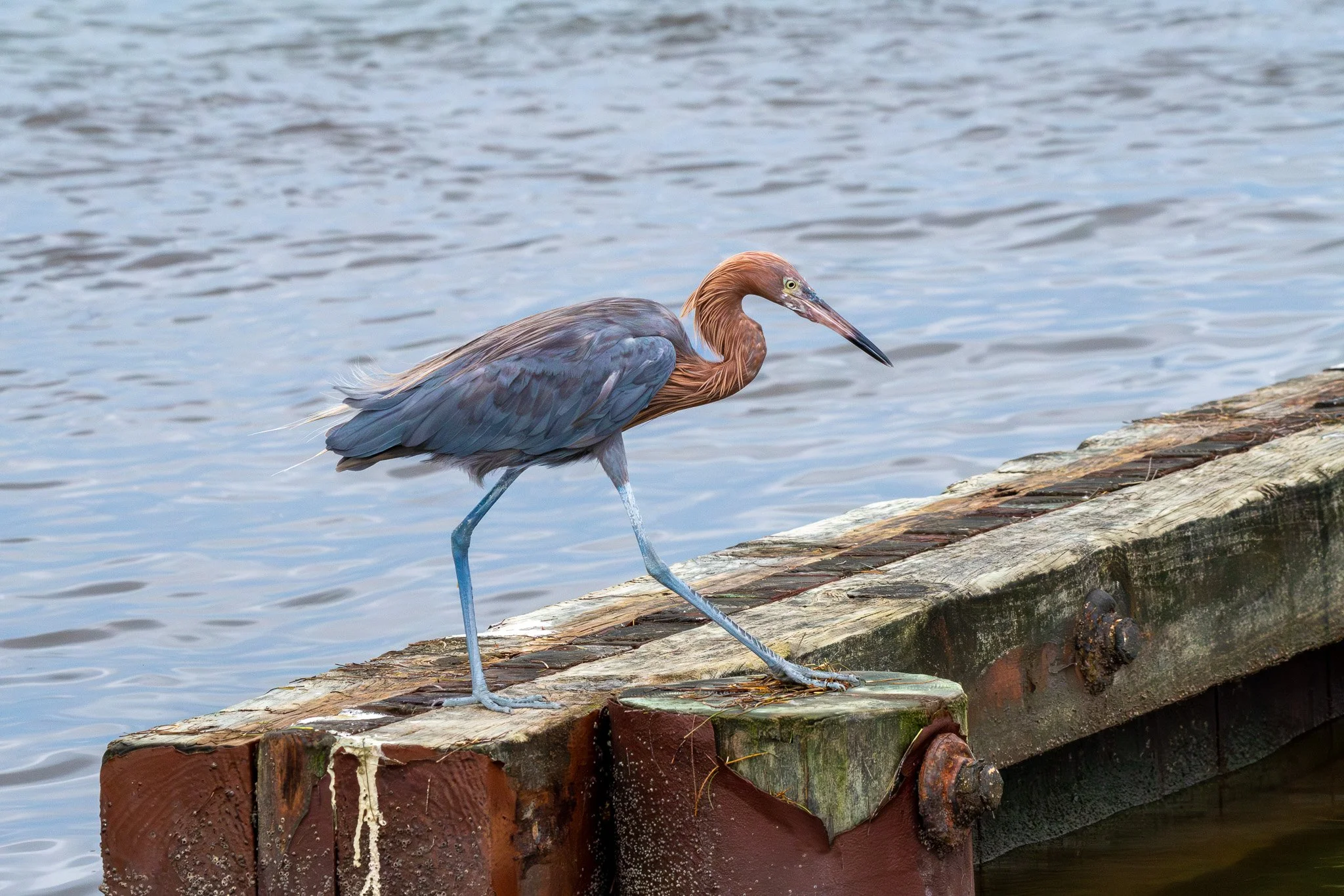 DSC_7294-Enhanced-NR.jpg