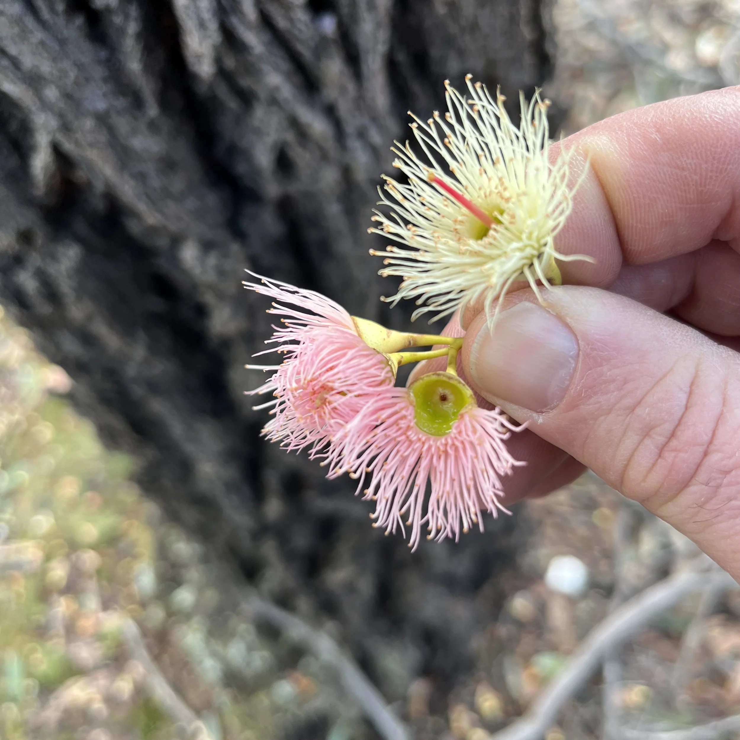 Natural variation in Eucalyptus tricarpa populations showing the uncommon pink flowers. Central Victoria. Photograph by Project Ironbark.
