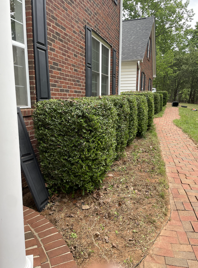 A row of trimmed green bushes along a brick house with a sidewalk next to it, in a suburban area.