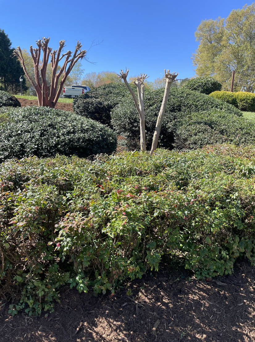 Landscape with pruned bushes and trees under a clear blue sky