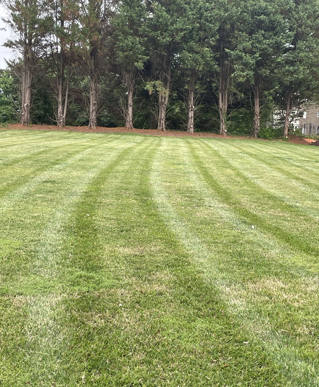 Well-manicured grassy field with visible lawn mower stripes, bordered by trees in the background.