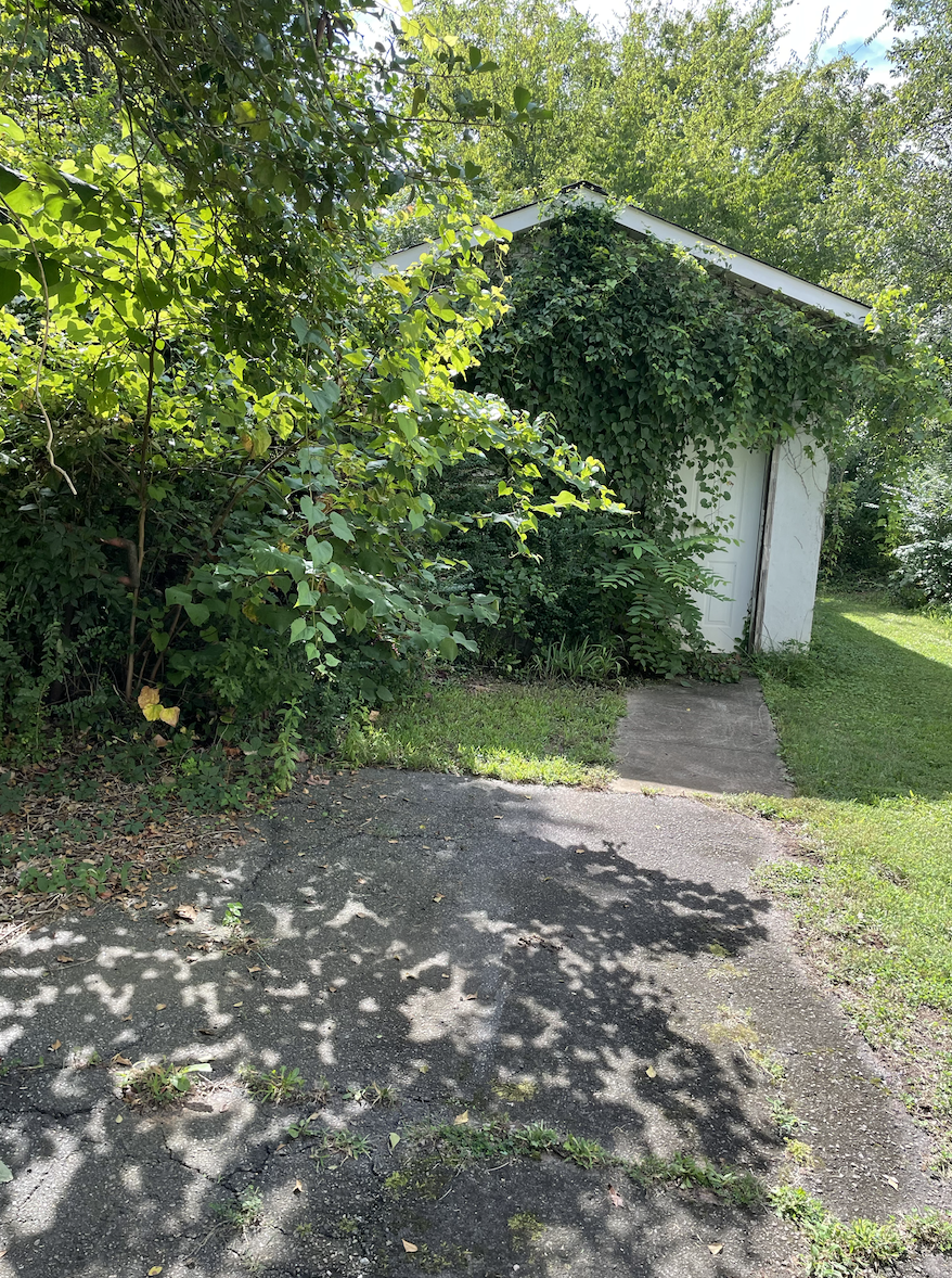 A small white shed partially covered with green ivy, situated next to a paved driveway with shadows of trees cast on it. Lush greenery surrounds the shed and driveway.