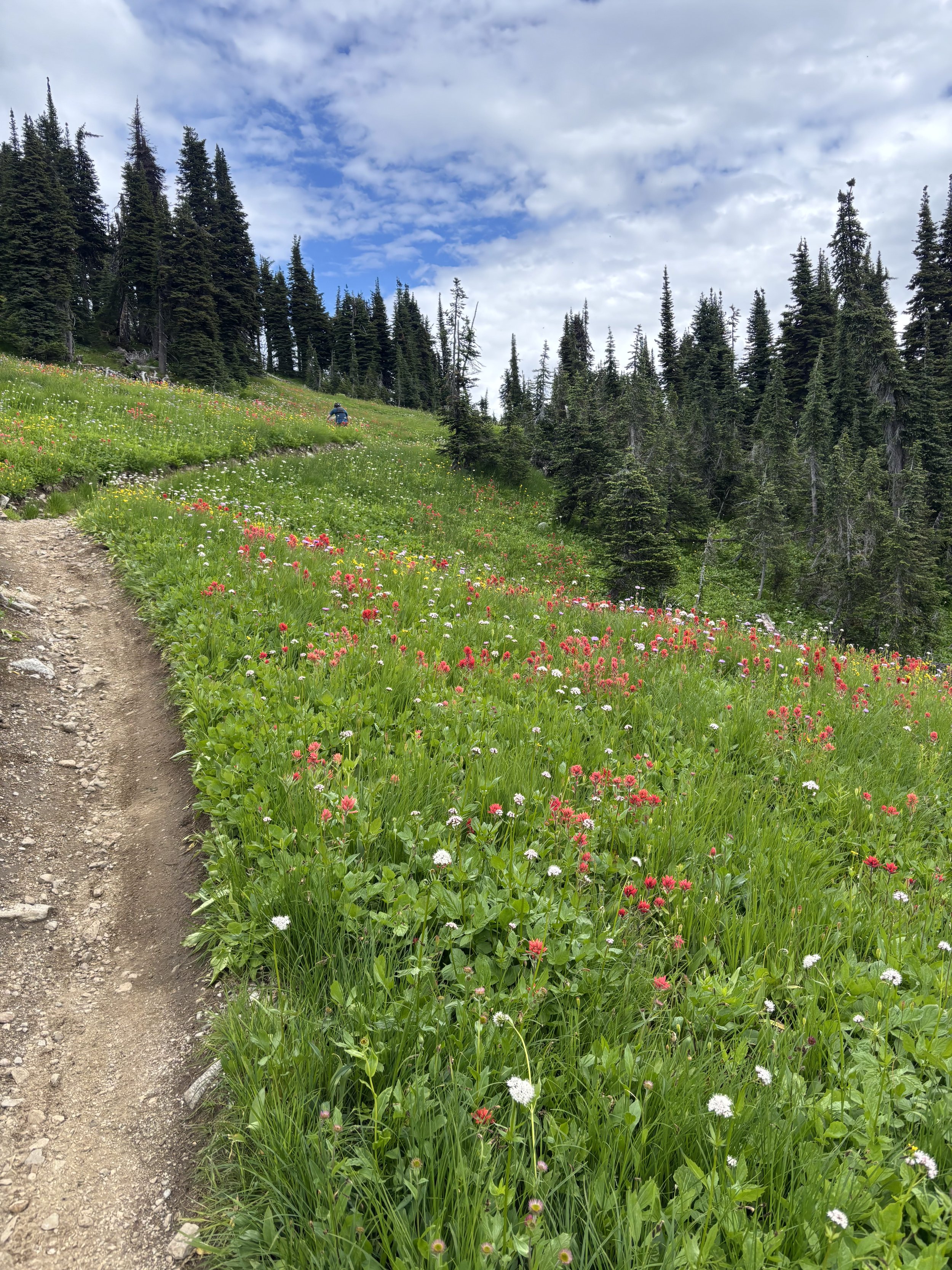 A single track trail winds it's way through a field of green, with pops of red wildflowers