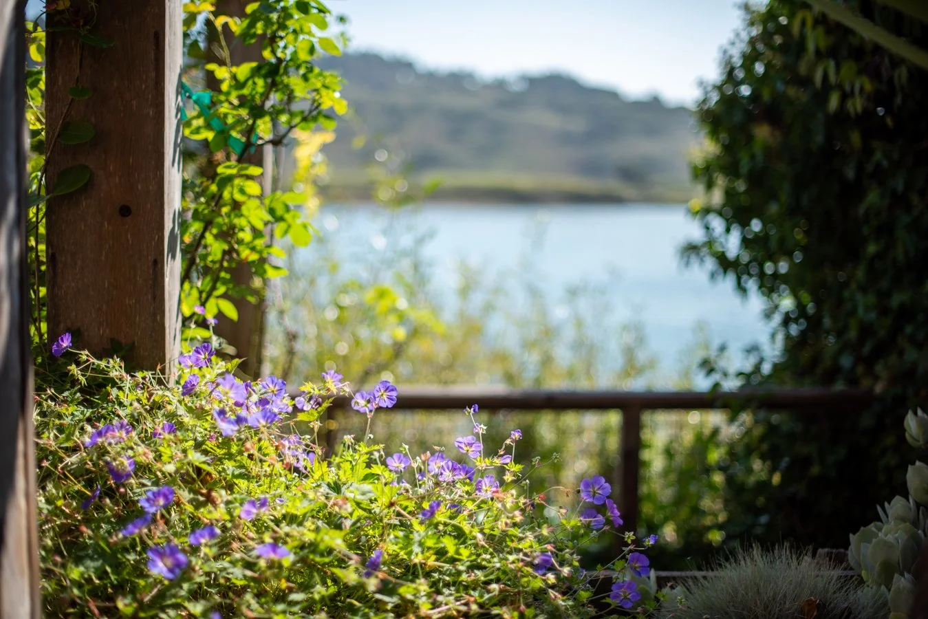Purple flowers in foreground with a lake and distant land in background, surrounded by greenery.