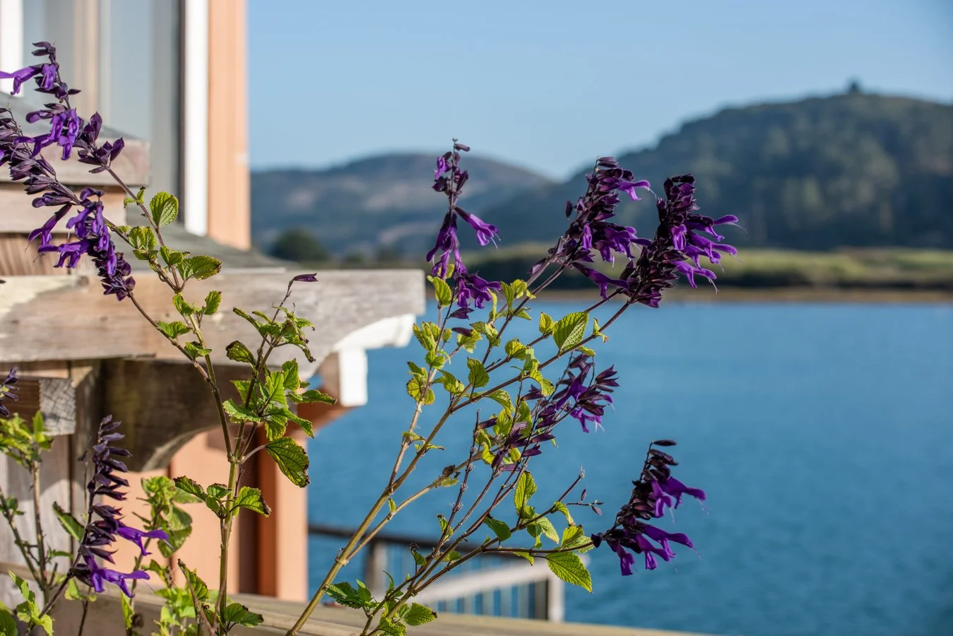 Purple flowering plant on a deck with a body of water and mountains in the background.