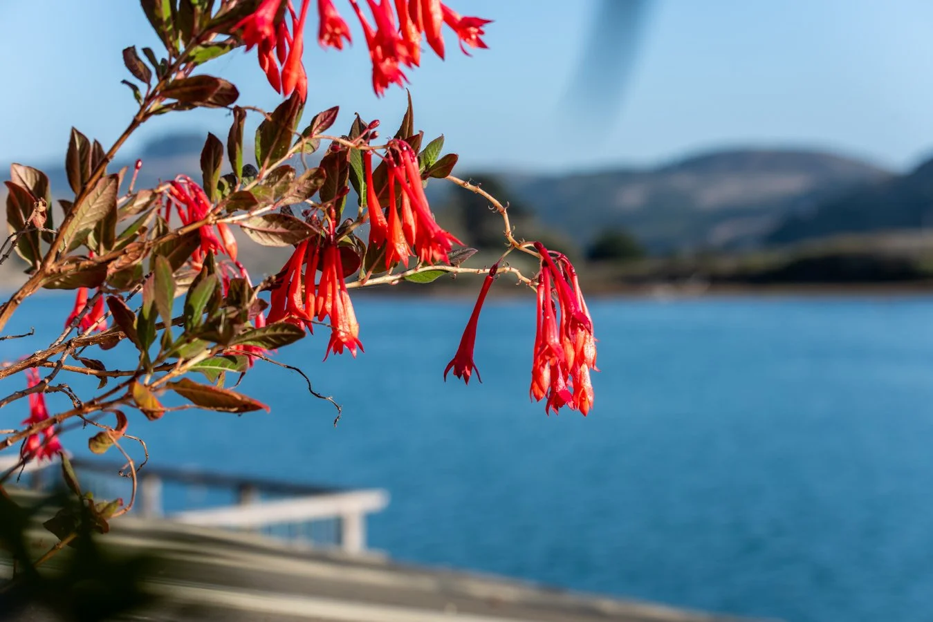 Red flowers blooming on a plant near a lake with mountains in the background.