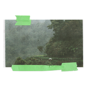 A misty landscape with lush green trees and grass, partially obscured by fog.