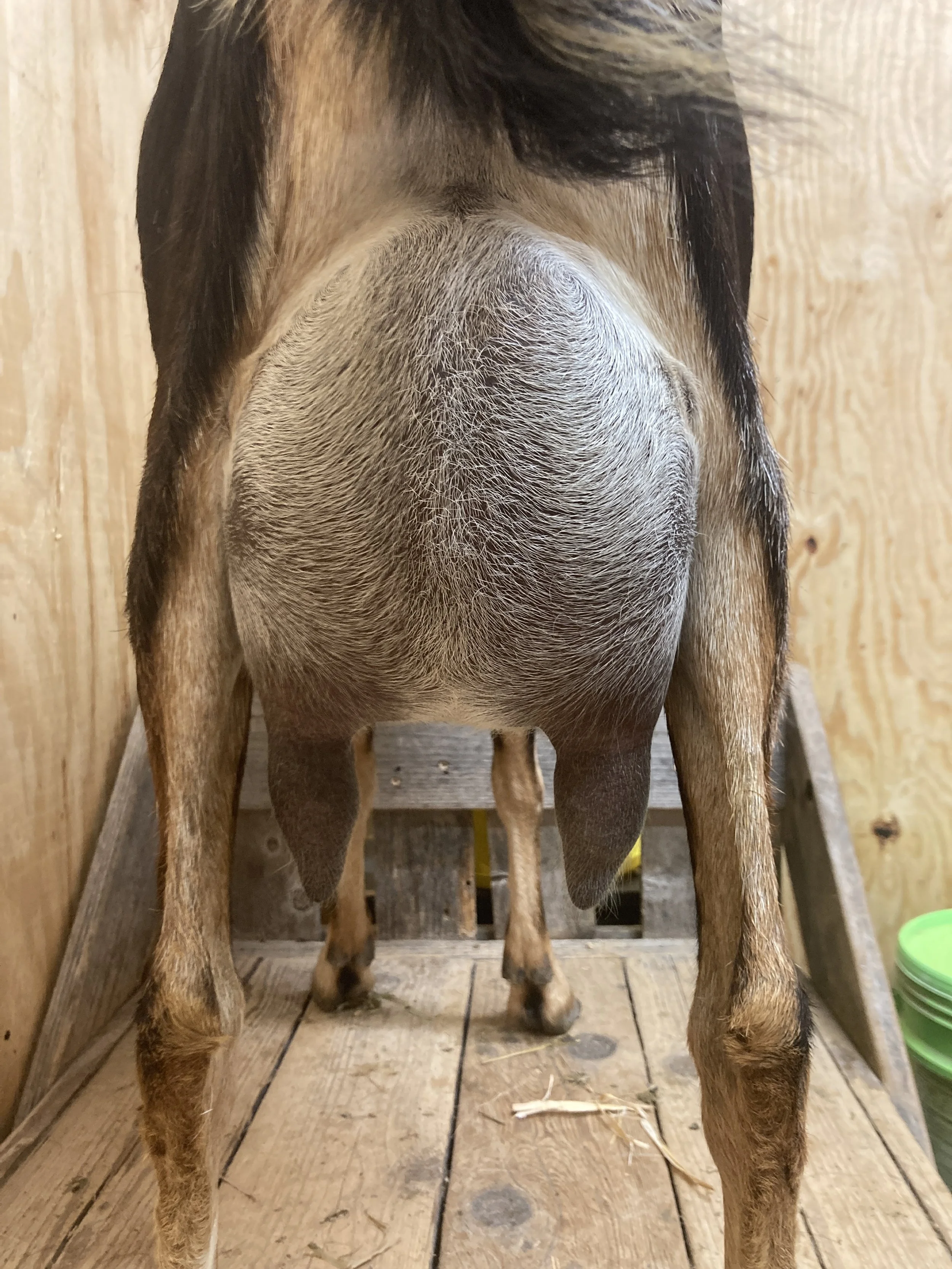 Milking