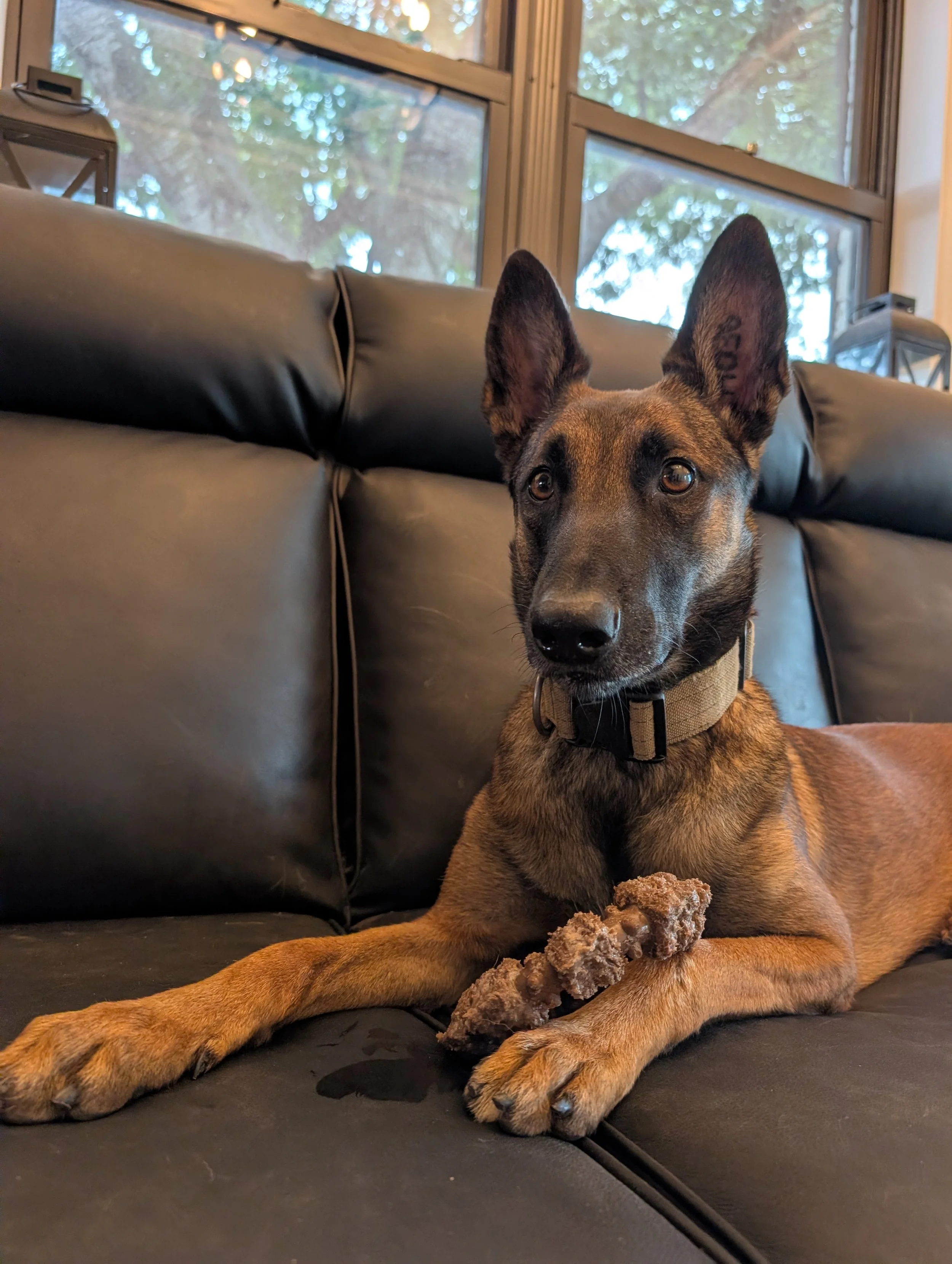 A dog lying on a black couch indoors, with a large window in the background showing trees outside. The dog has a medium-sized build, brindle coat, large upright ears, and is holding a chew toy.