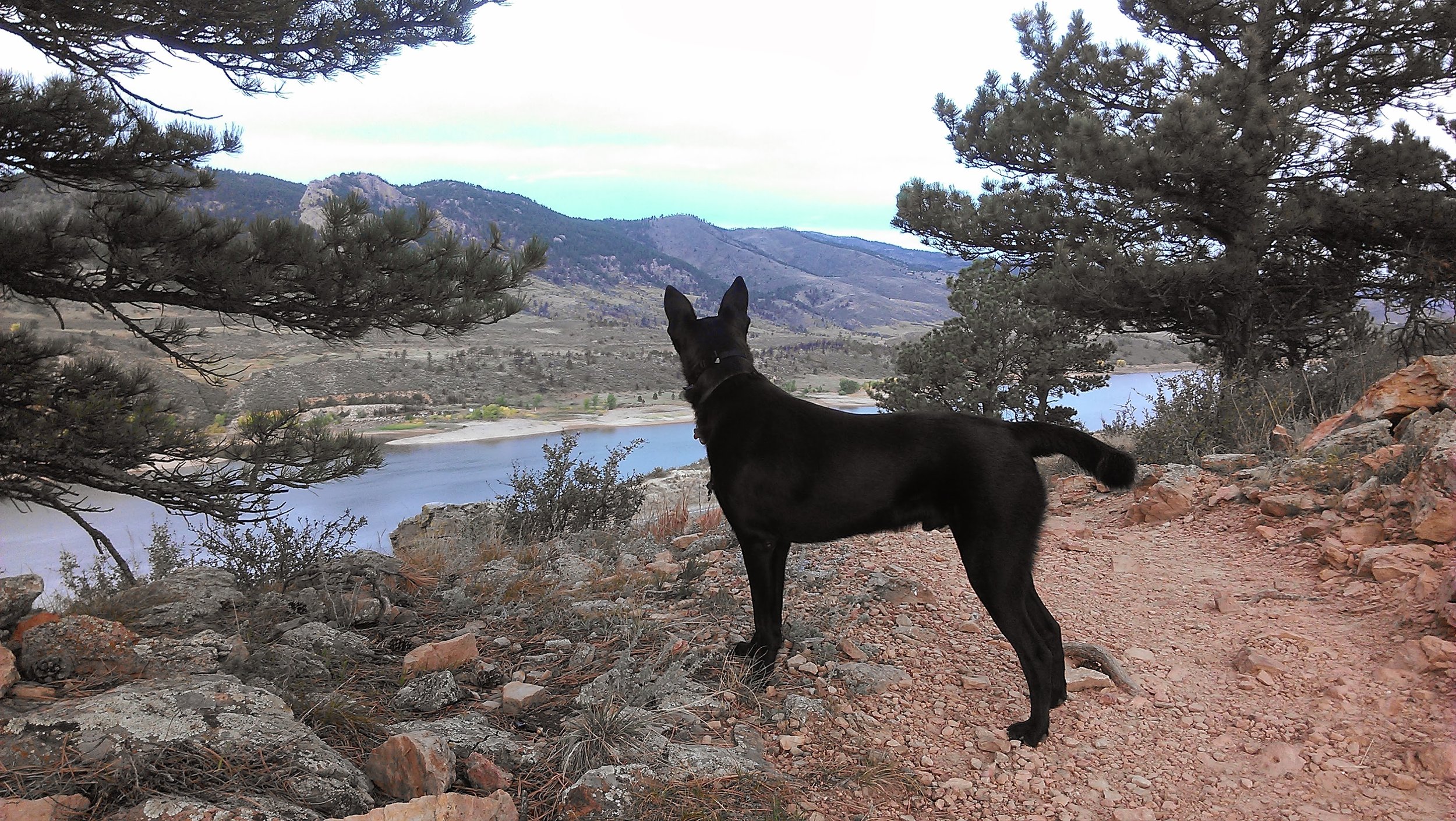 A black dog standing on rocky terrain overlooking a river and mountain landscape, framed by pine trees.