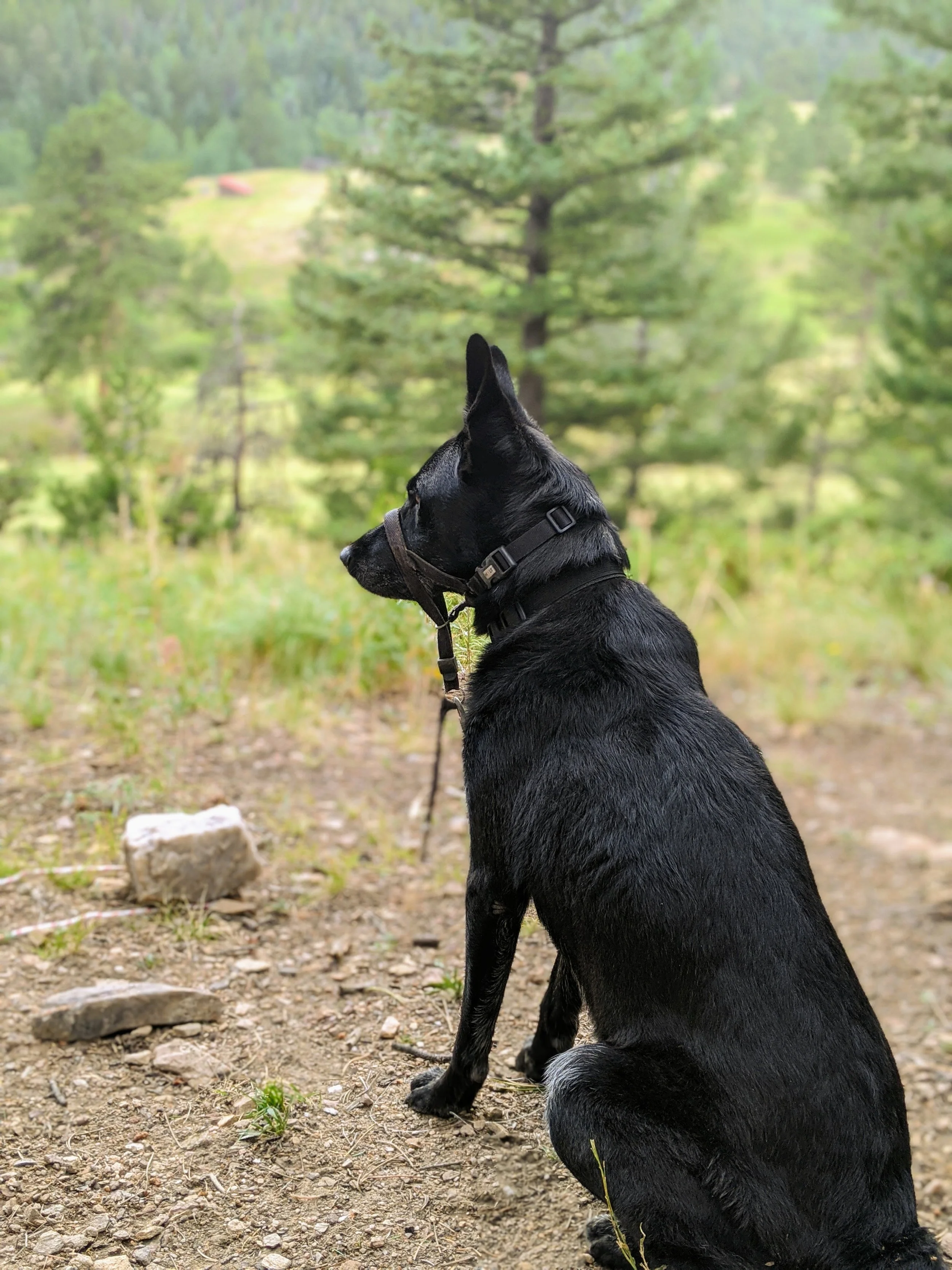 Black dog with pointed ears sitting outdoors on dirt ground, looking to the left, with green trees in the background.
