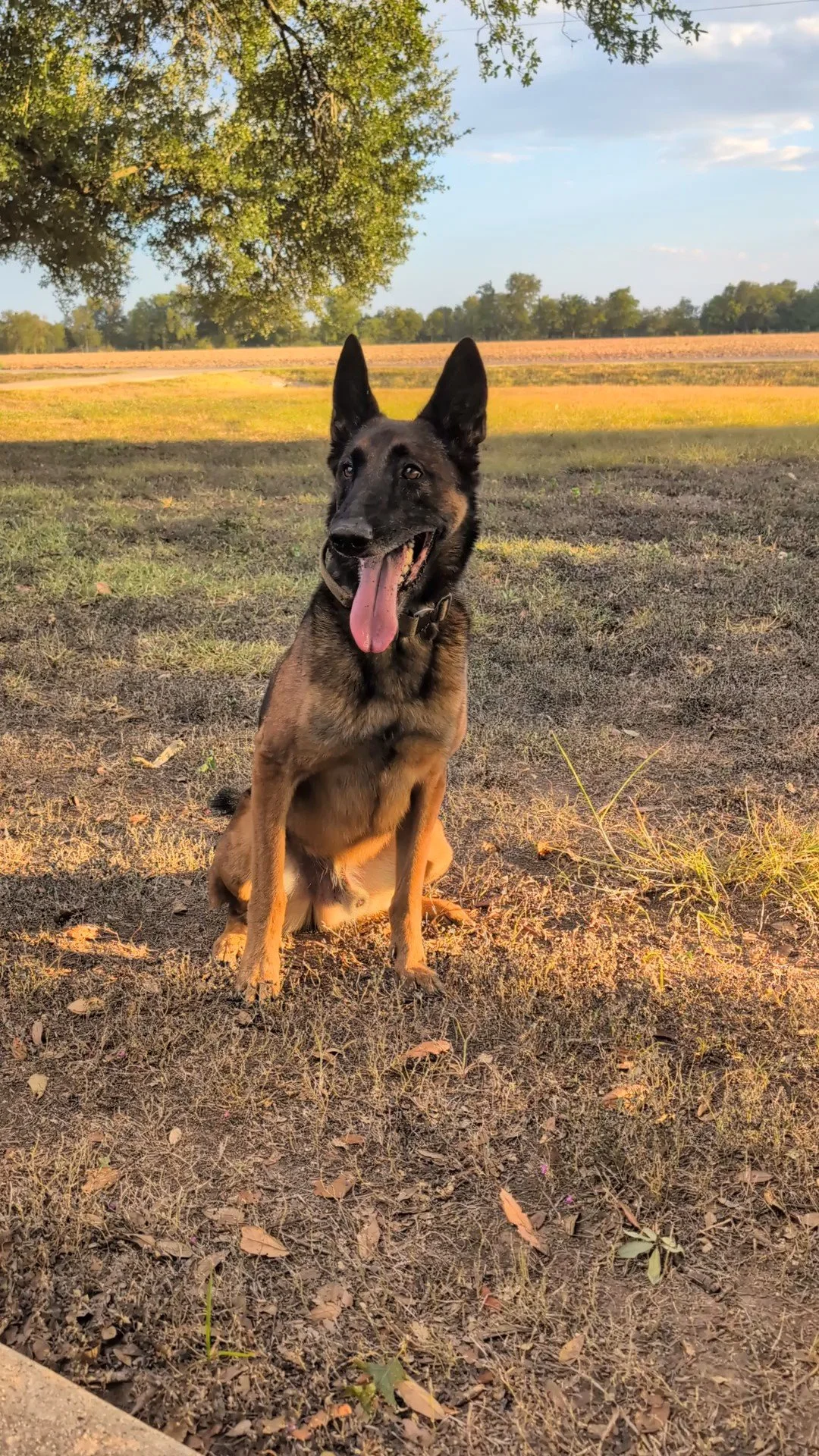 A Belgian Malinois dog sitting on dry grass in a rural area with fields and trees in the background, under a partly cloudy sky during sunset.