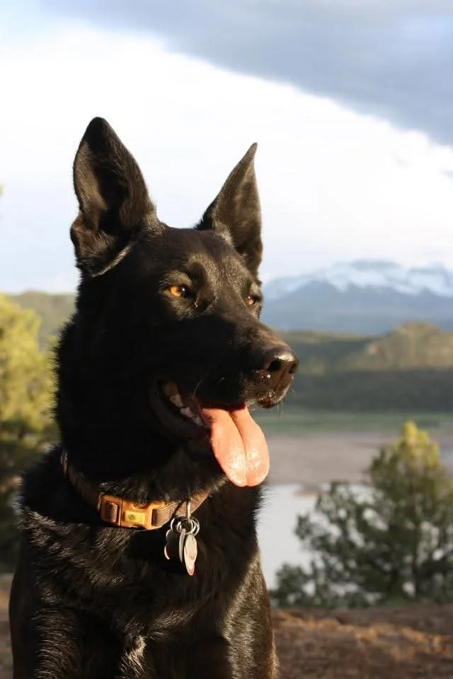 Black dog with pointy ears and yellow eyes, panting with tongue out, outdoors with river, trees, and mountains in the background.