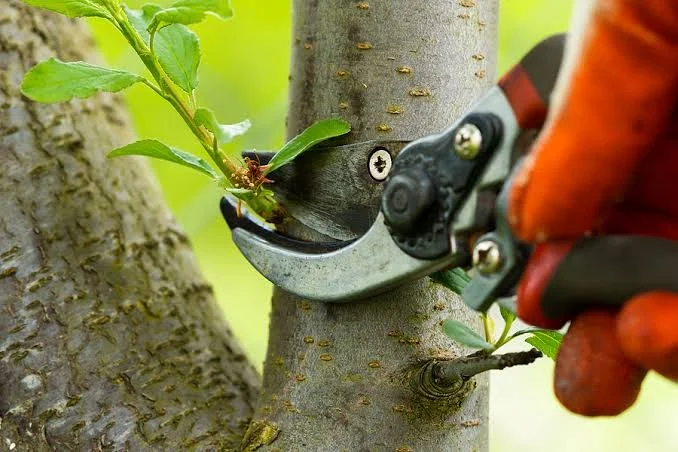 Garden maintenance