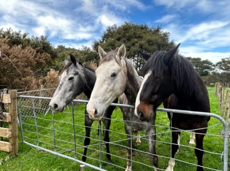Three horses standing behind a wire fence in a grassy field with trees and a cloudy blue sky in the background.