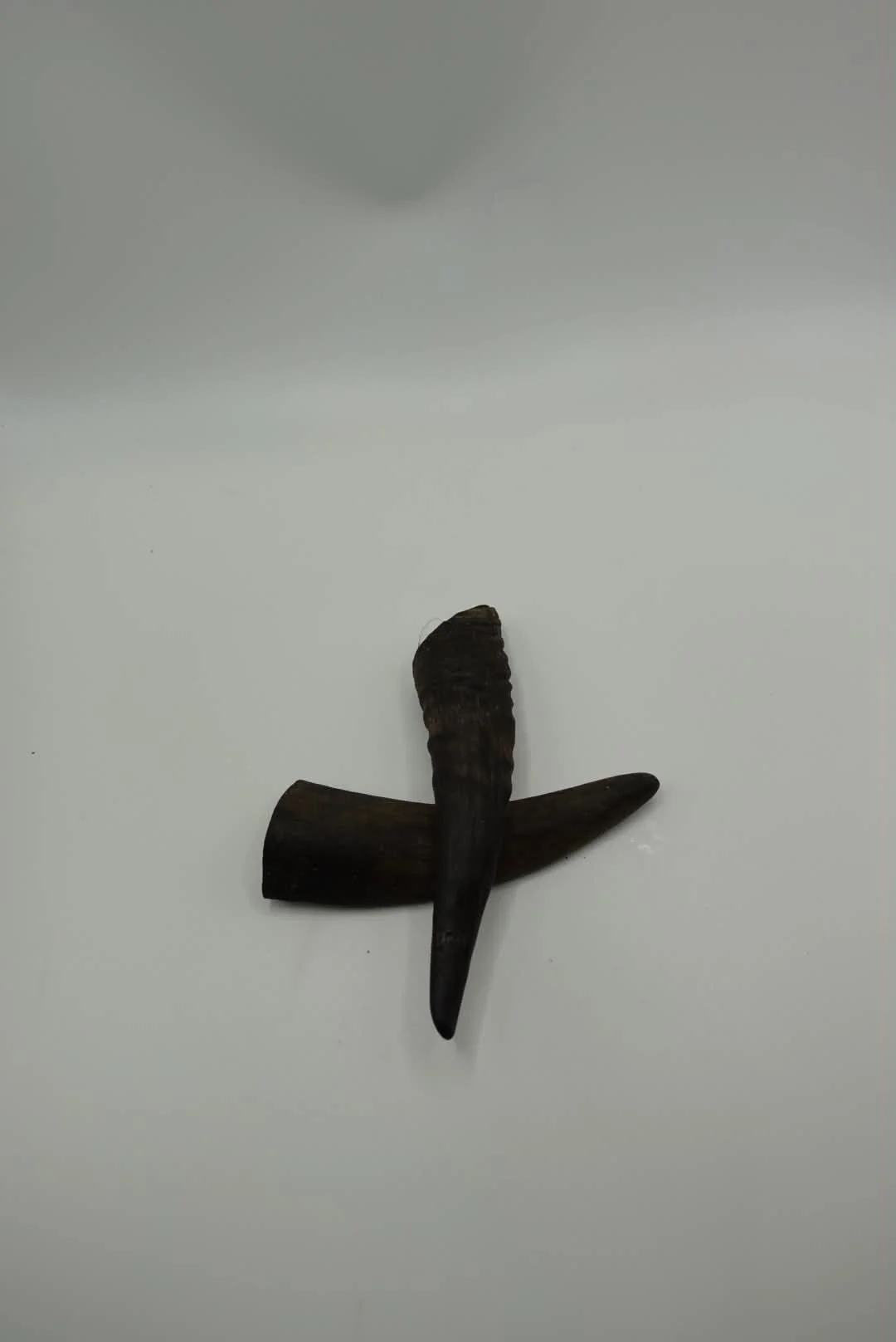 Goat Horns ( Small )