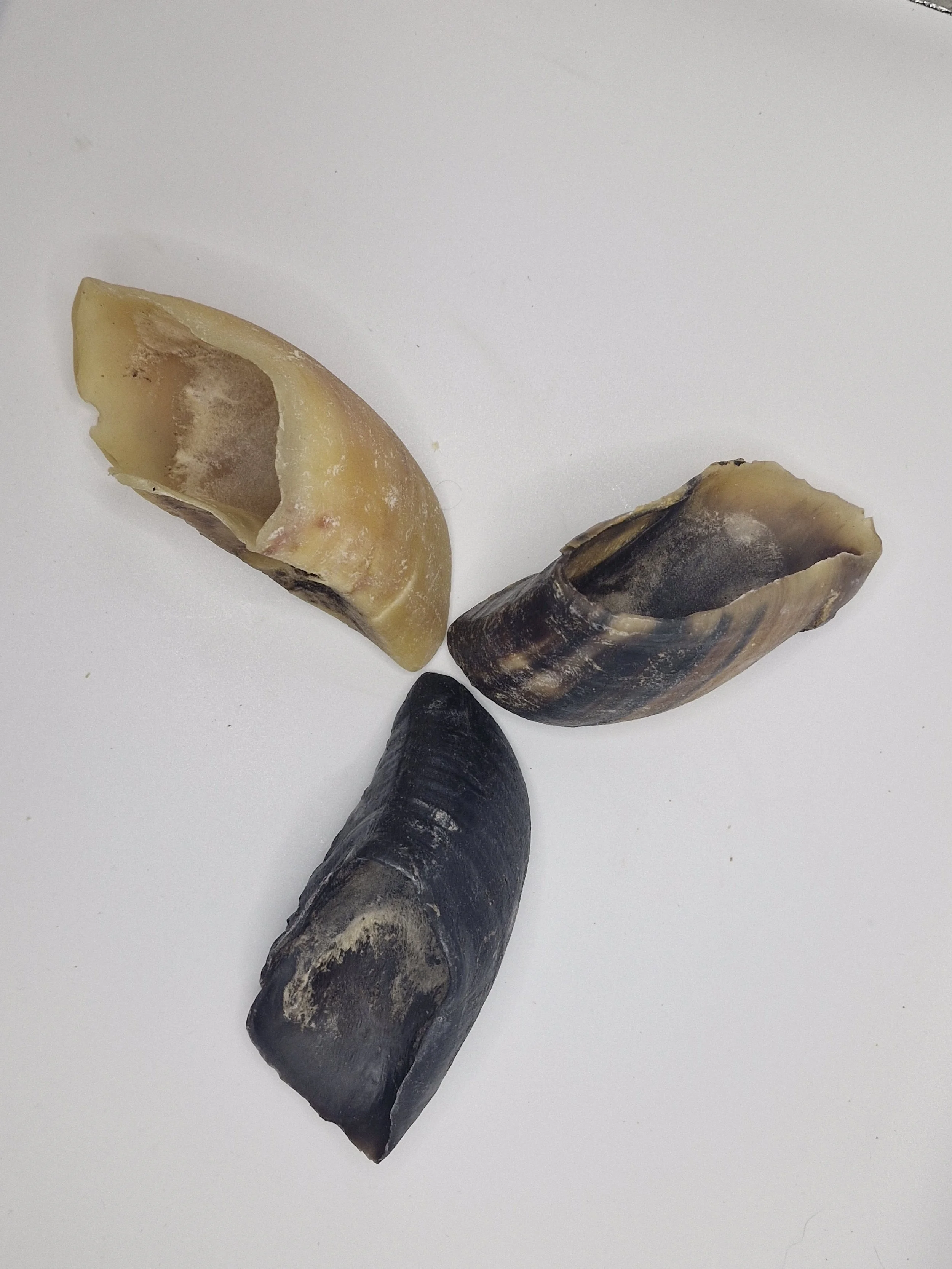 Cow Hooves