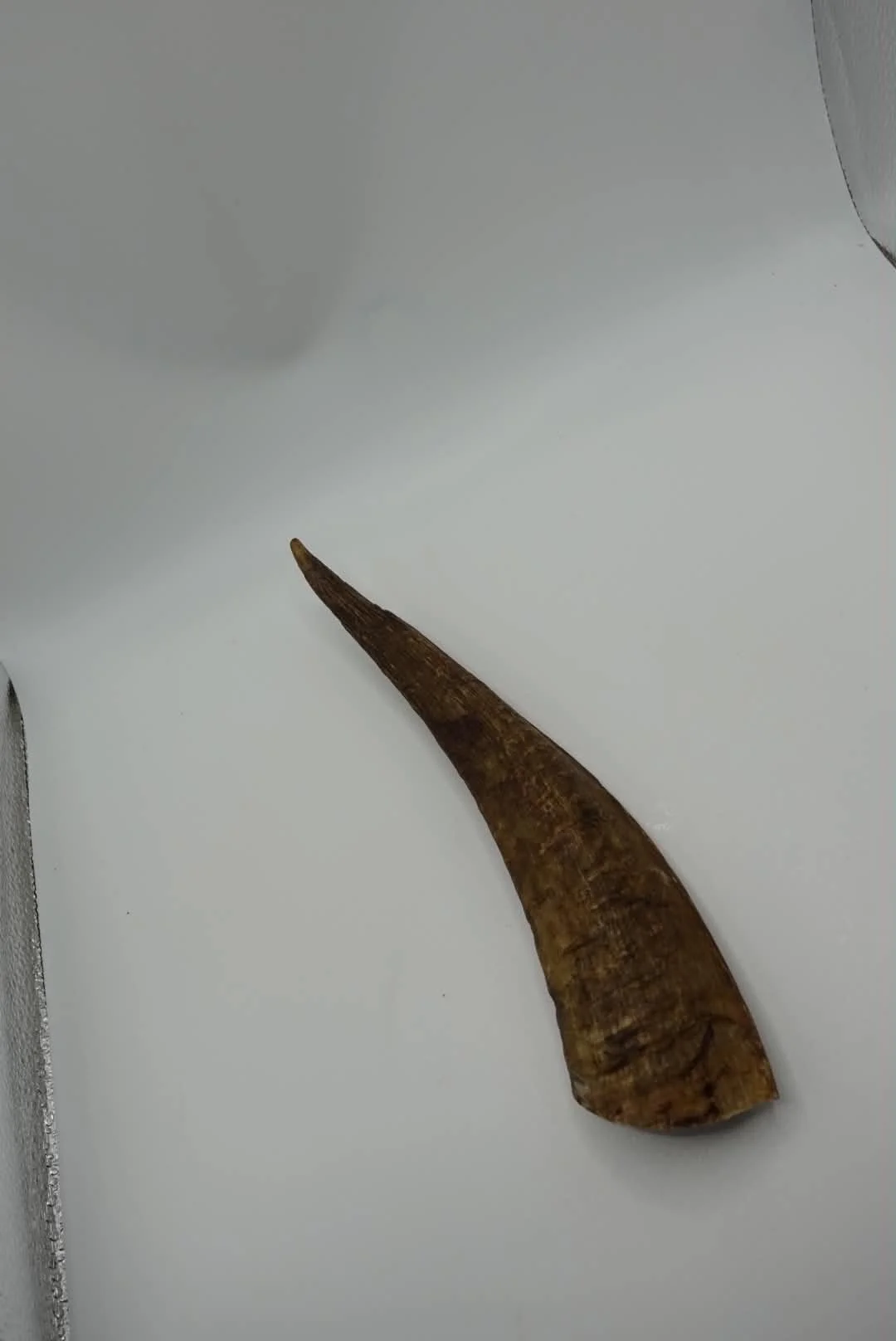 Goat Horns ( Medium )