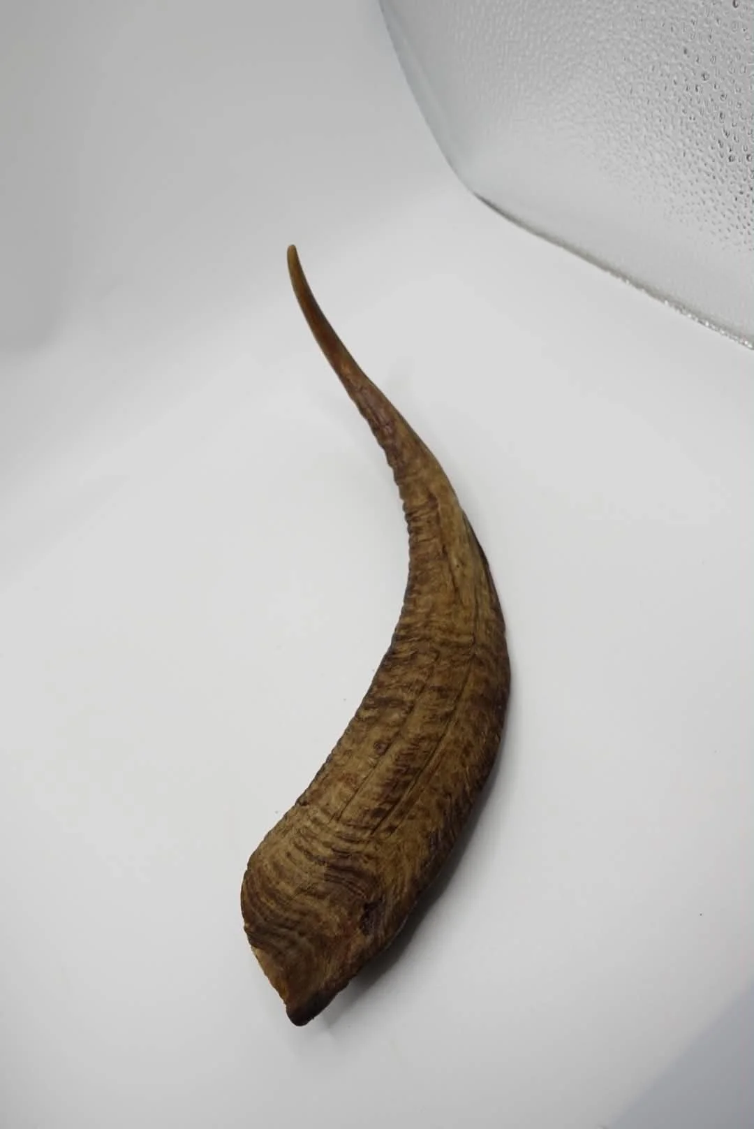 Goat Horn ( Large )
