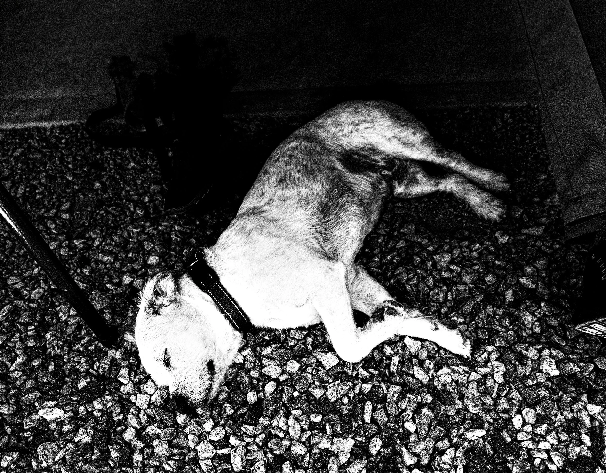 A dog lying on a gravel surface inside a structure, with a leash attached to its collar.