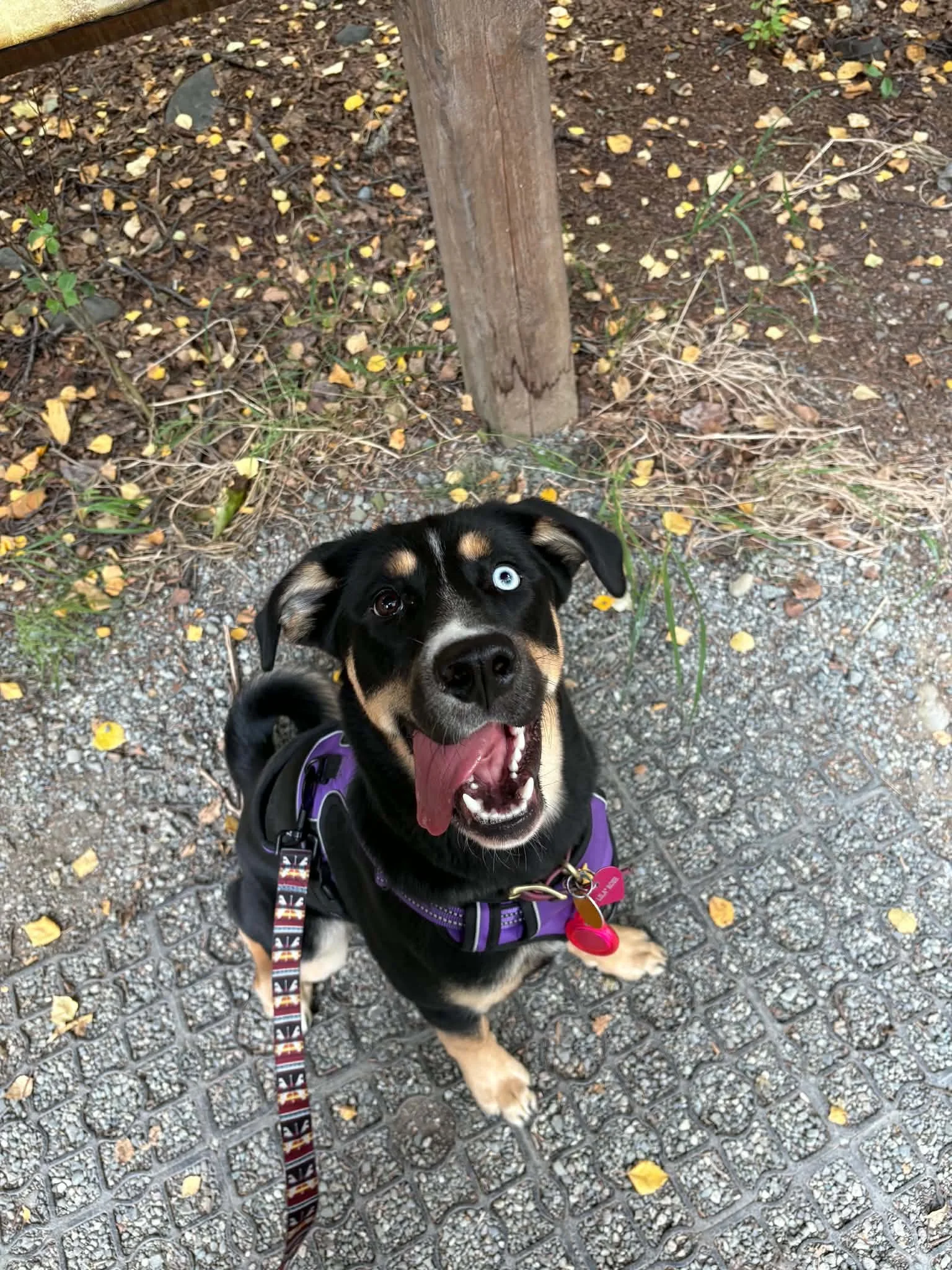 Lila Goofy  Original.jpg