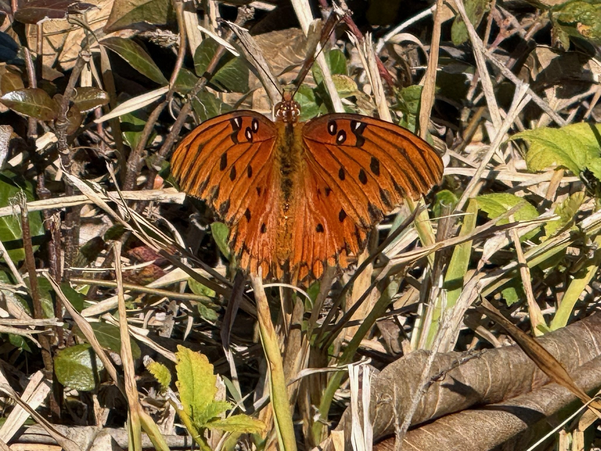 Gulf fritillary butterfly resting on native plants