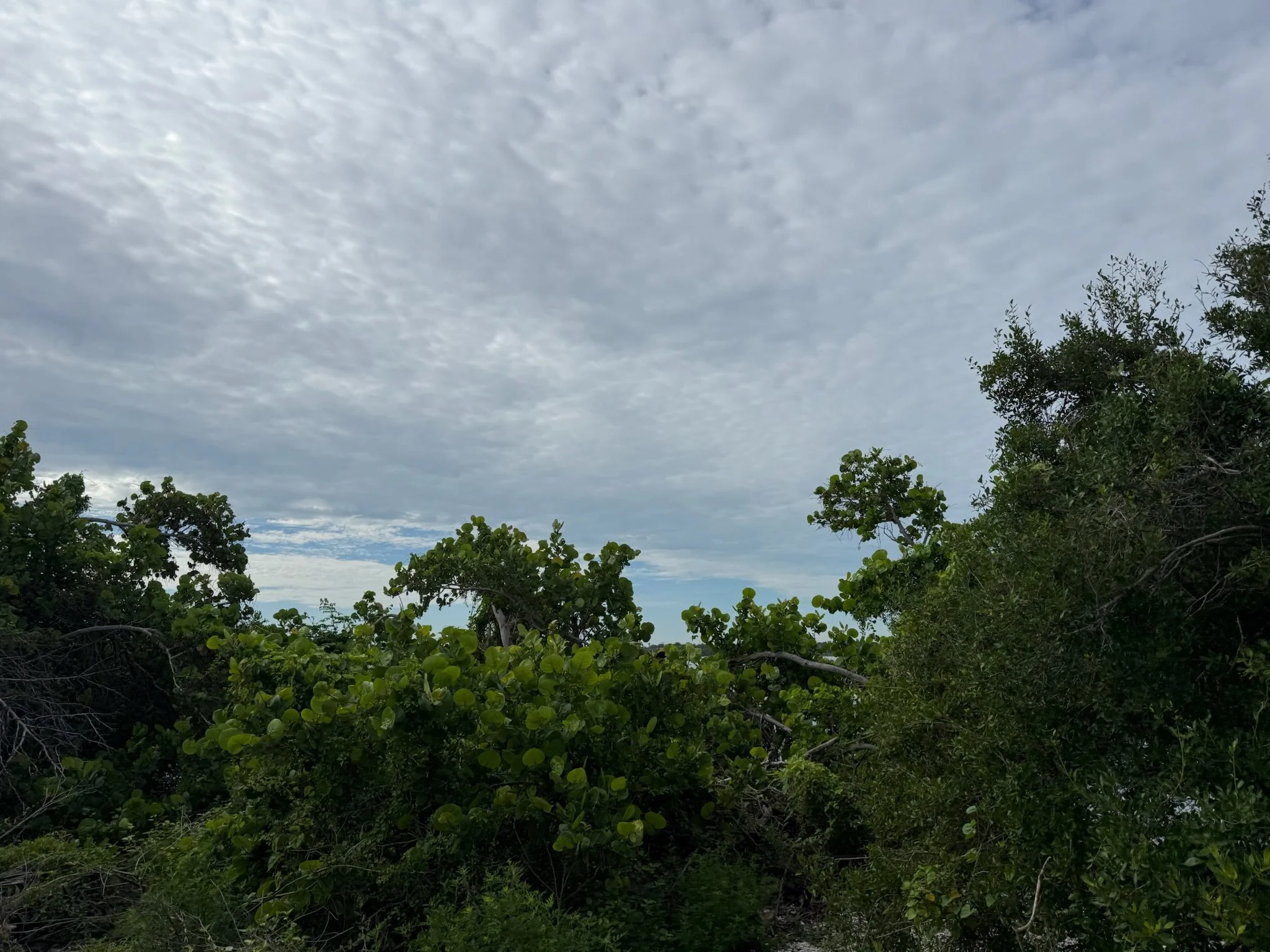 Mangroves and coastal trees under a cloudy sky at Emerson Point Preserve