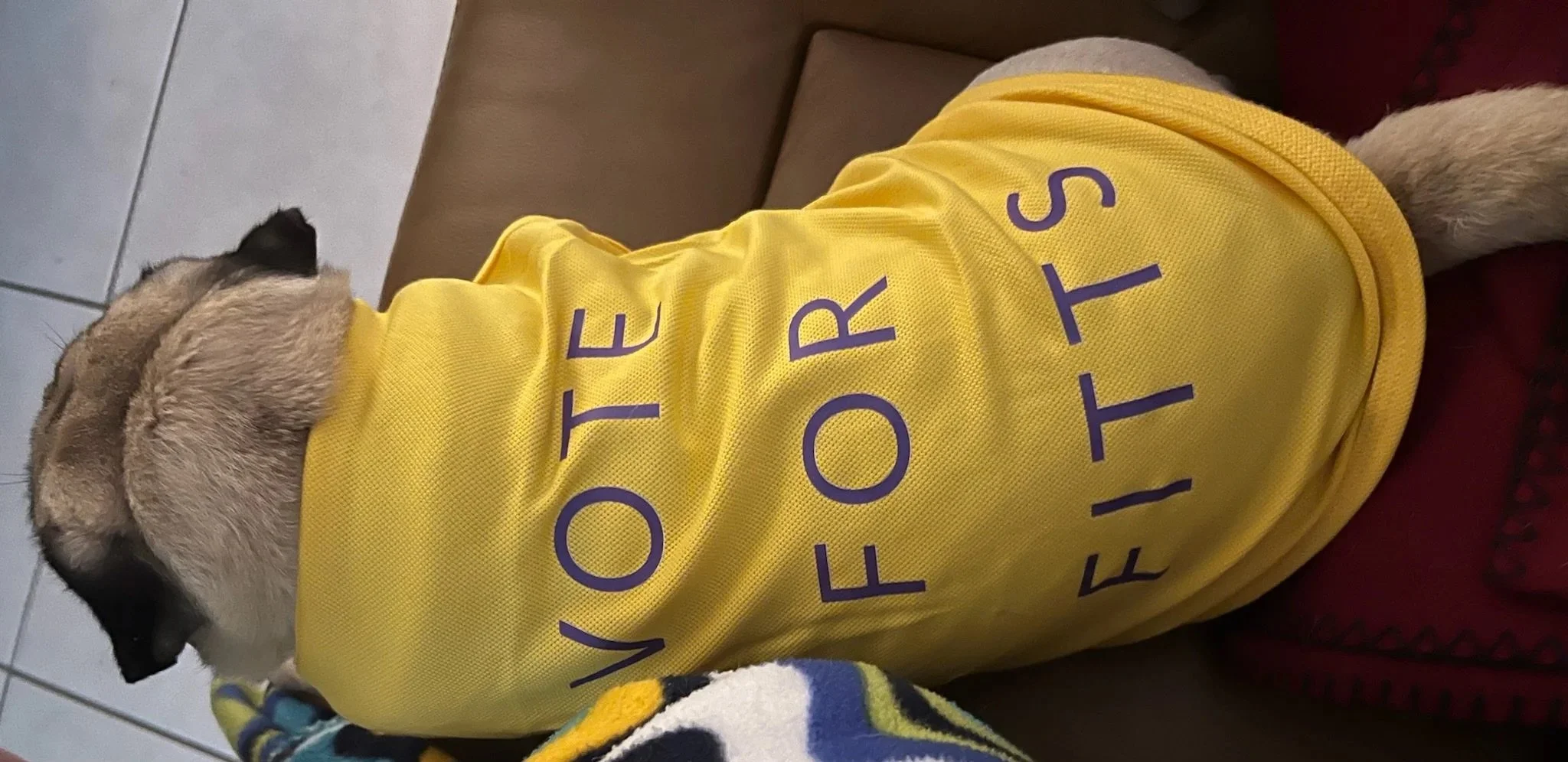 Ocean's pug wearing a yellow "Vote for Fitts" shirt