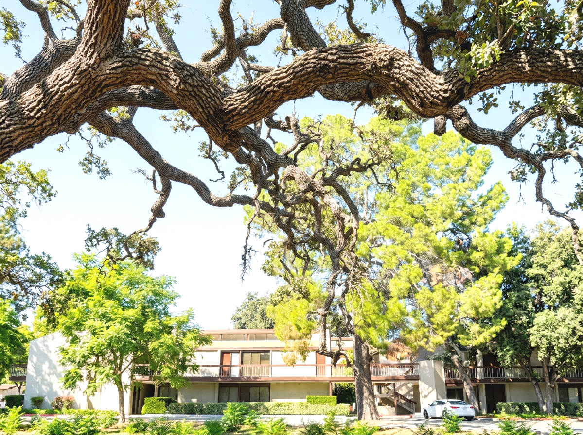 Large twisting oak tree branches over a landscaped modern office building under a bright blue sky