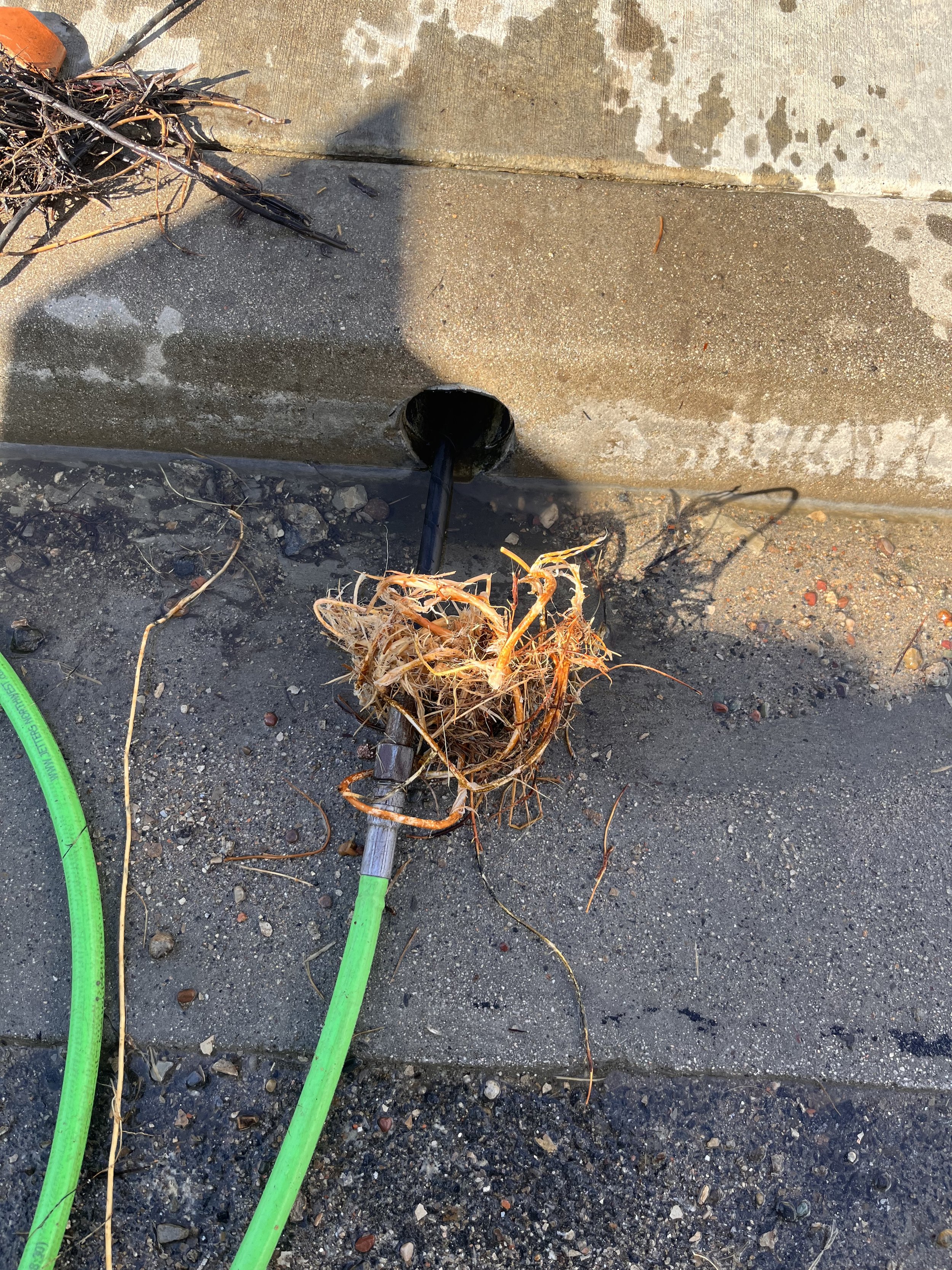 A concrete sidewalk with water stains, a green garden hose, and an exposed underground pipe with tangled orange and black fibers around it, possibly debris or roots.