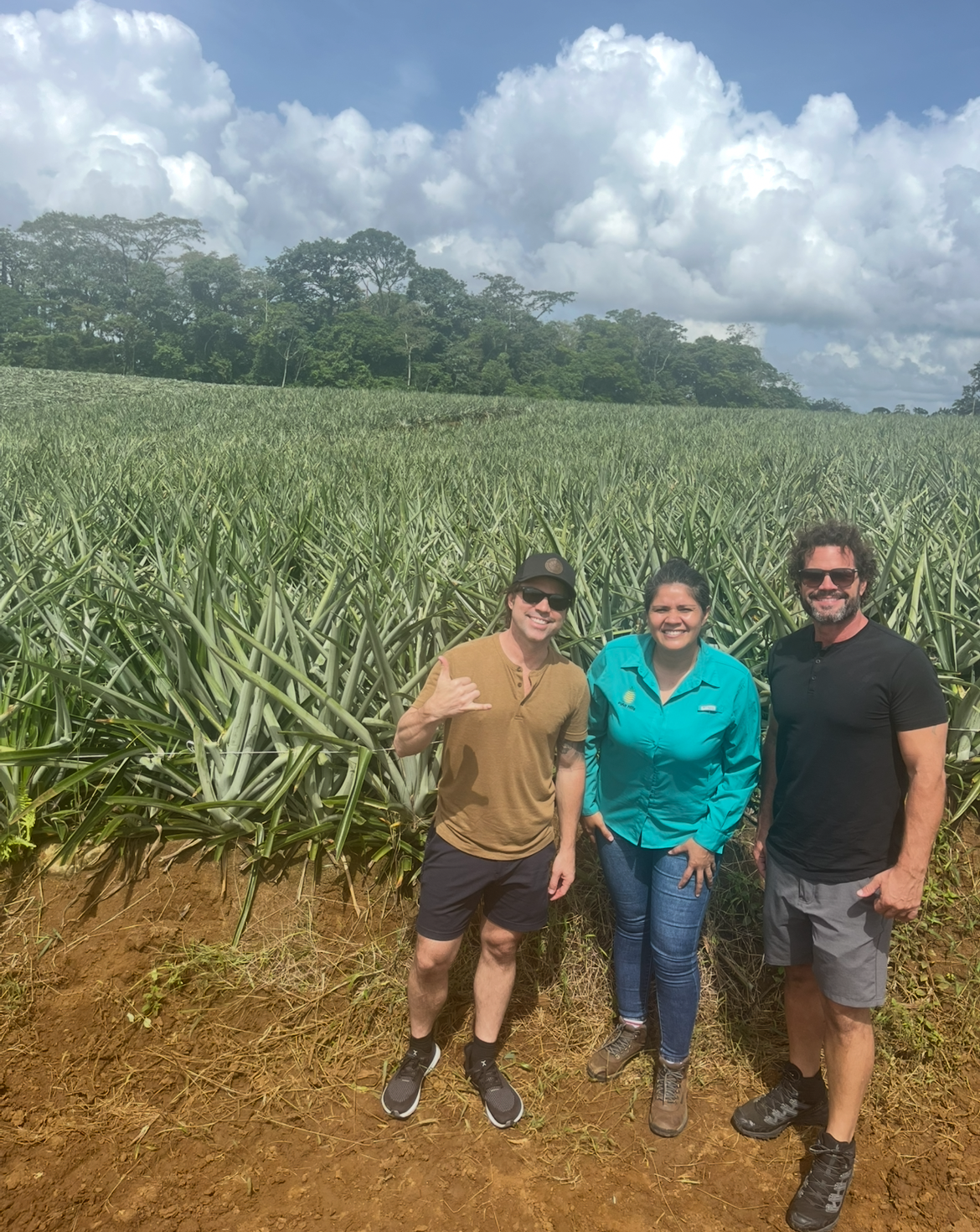 Costa Rica Pineapples