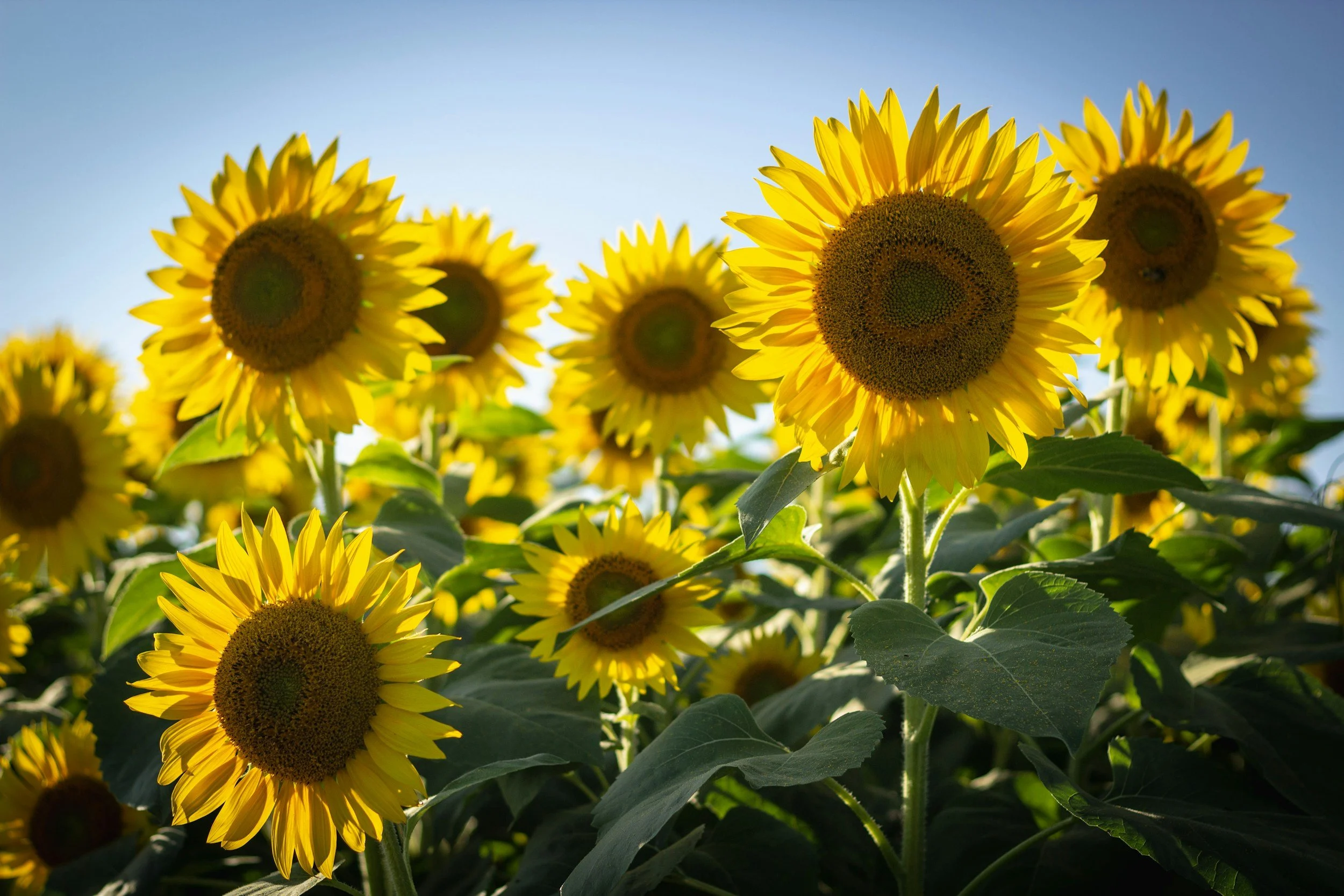 A field of bright yellow sunflowers facing the sky on a sunny day with a clear blue sky.