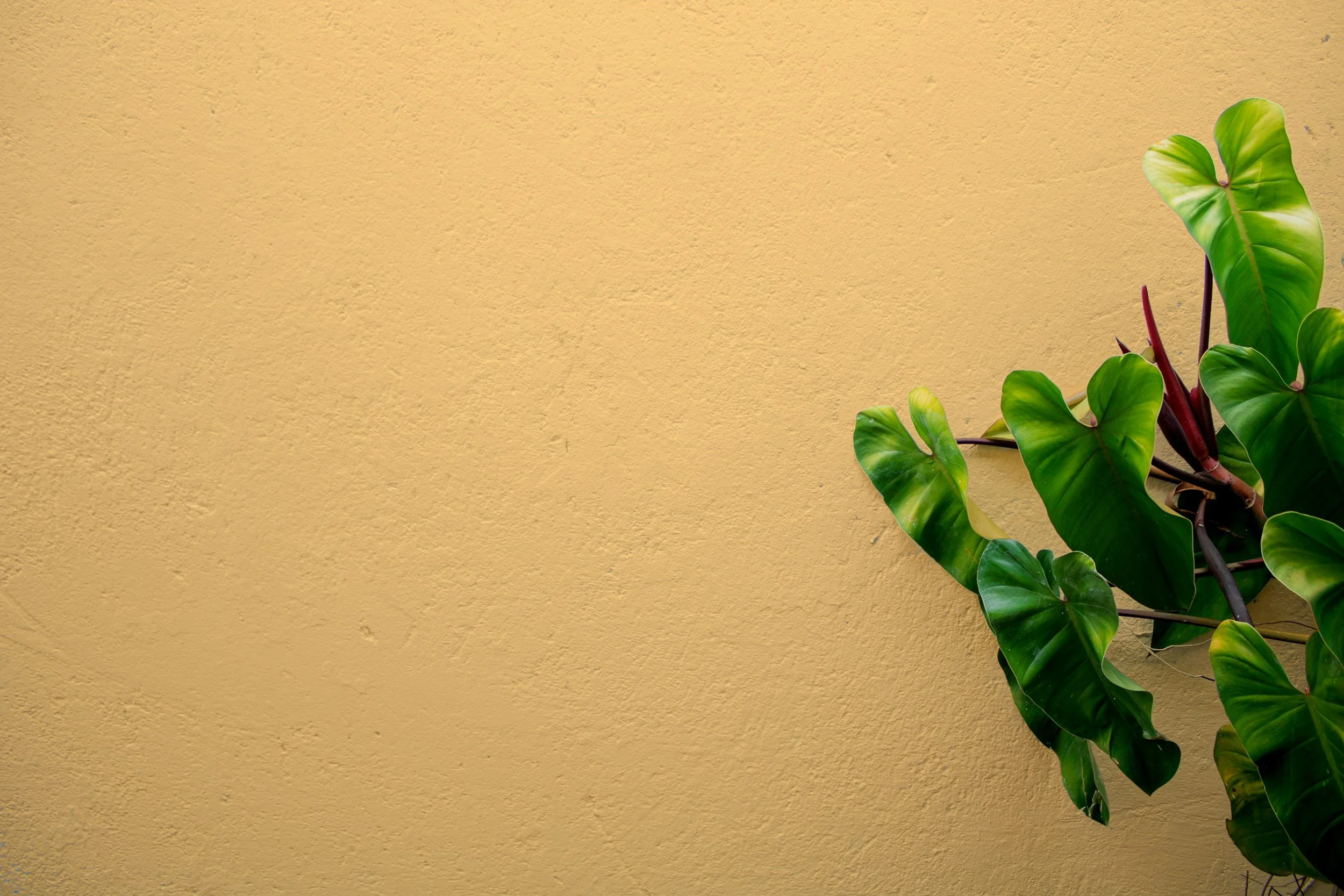 Plant wall