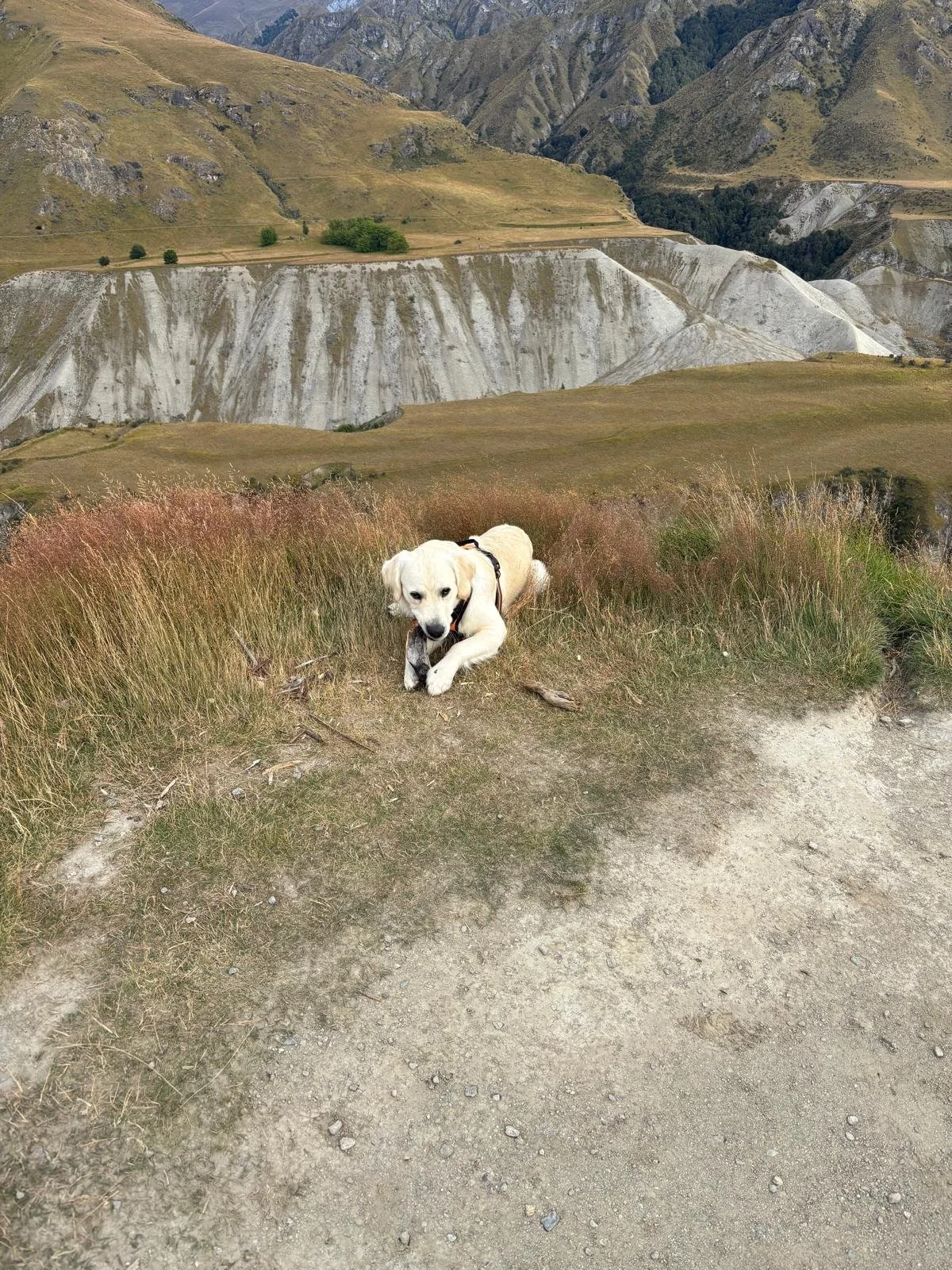 A light-colored dog with a harness playing with a stick on a dirt trail in a mountainous landscape with grass, shrubs, and rugged hills in the background.