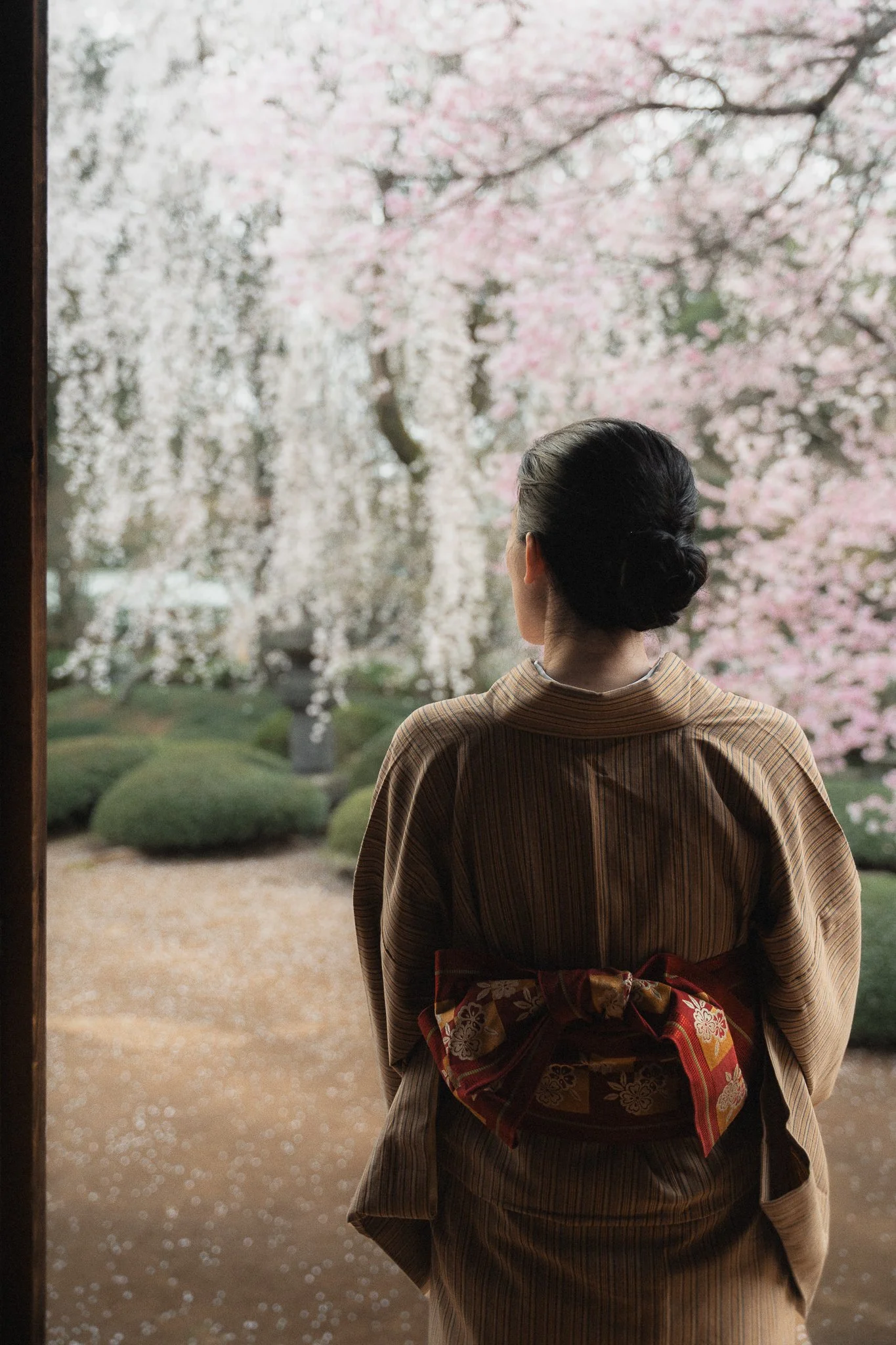 A woman dressed in traditional kimono clothing stands inside a building, looking out through a window at cherry blossom trees in full bloom outside.