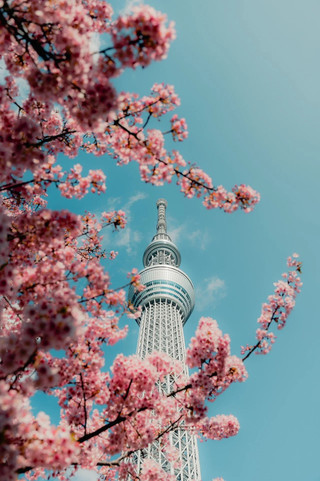 Sakura Skytree.jpg