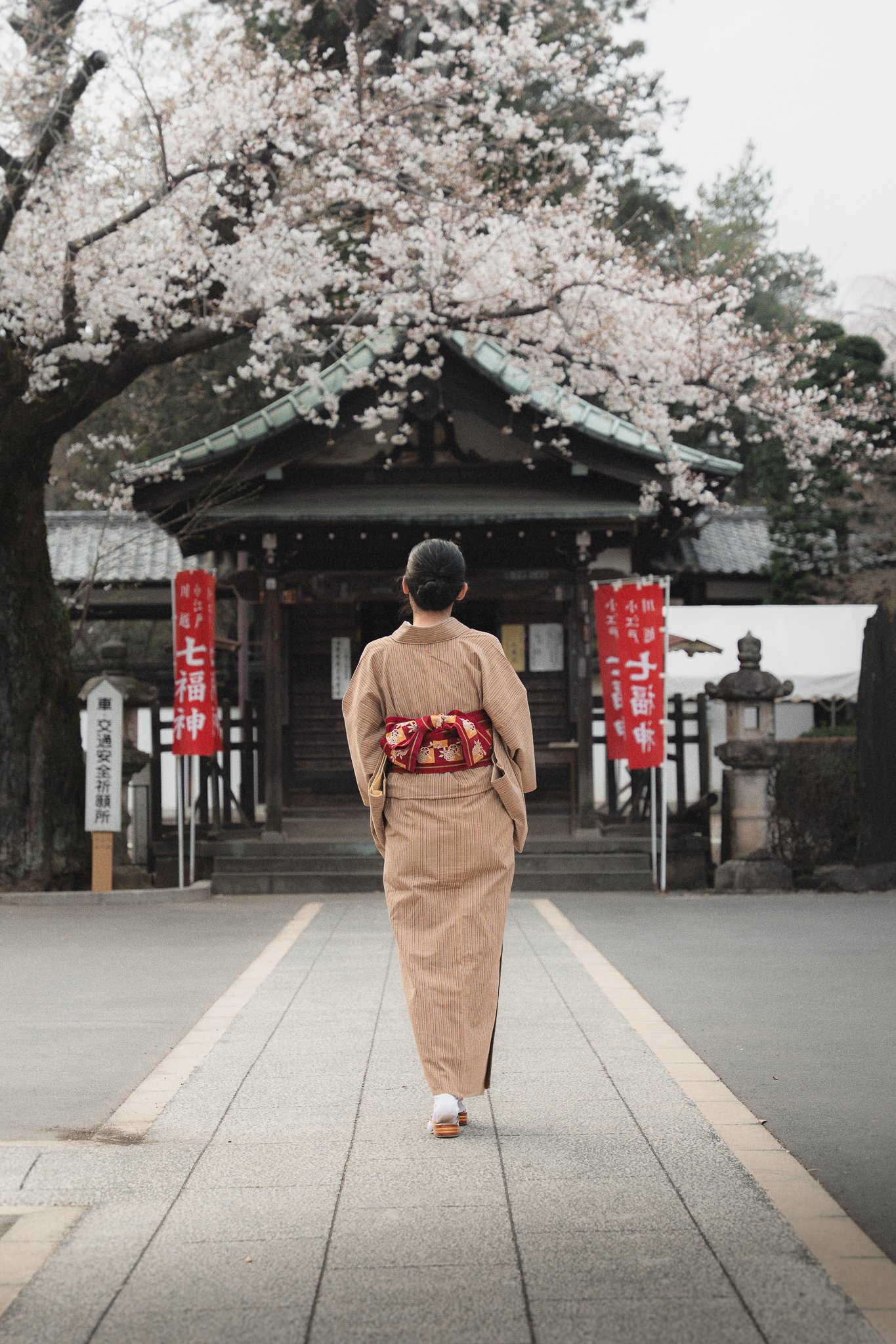 A woman dressed in a traditional kimono walking towards a shrine gate with cherry blossoms blooming overhead.