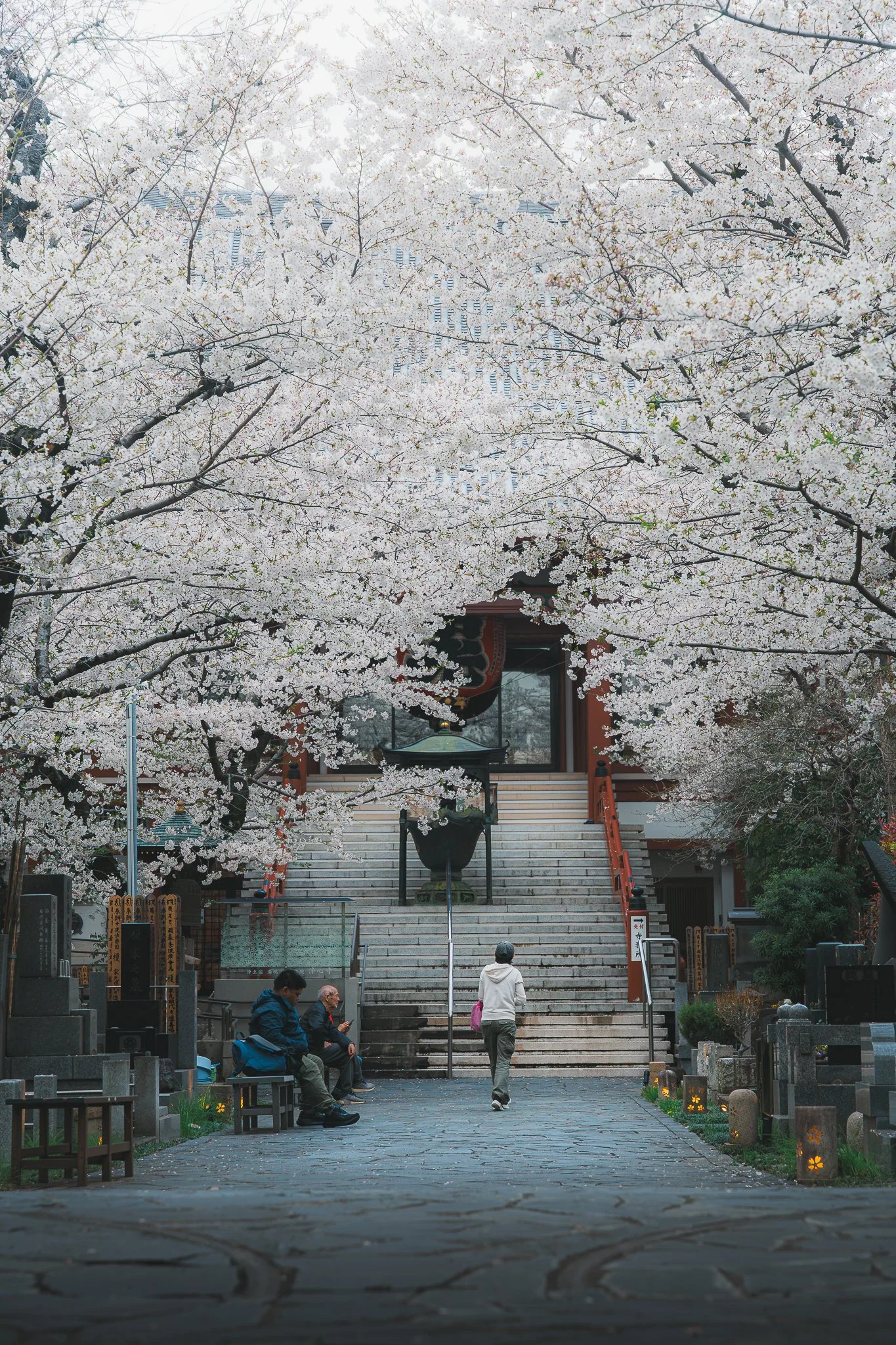 Sakura tokyo.jpg