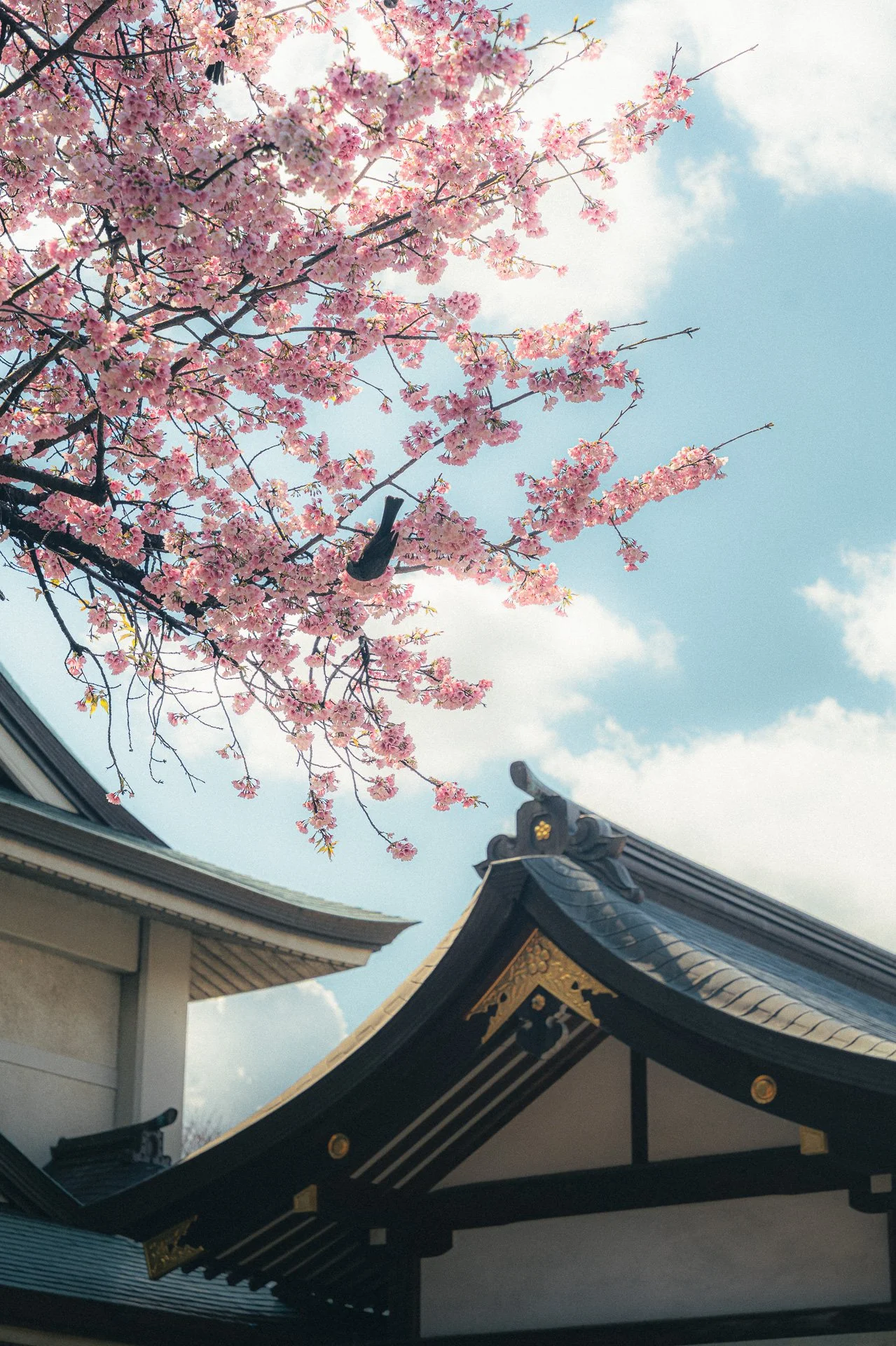 Sakura Ueno.jpg