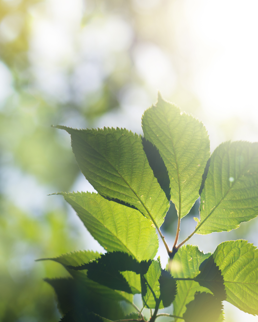Close-up of green leaves on a branch, backlit by sunlight, with a blurred background of more foliage.