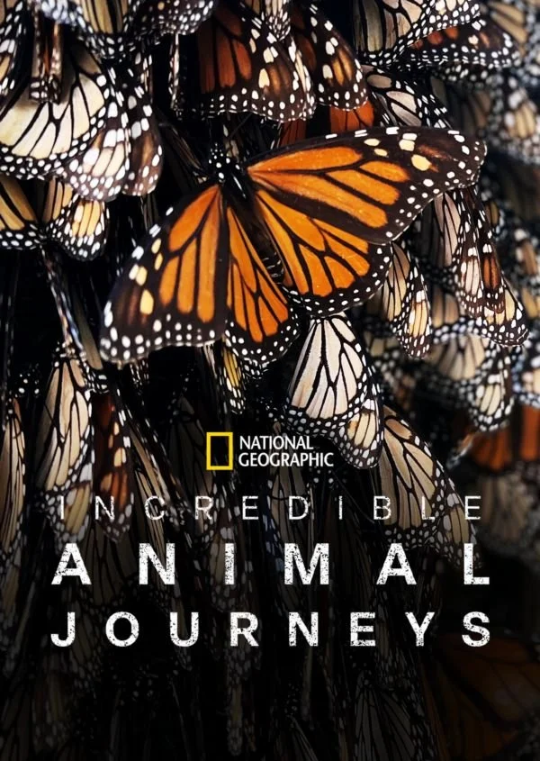 A poster for the National Geographic series 'Incredible Animal Journeys' showing numerous monarch butterflies with orange and black patterned wings.