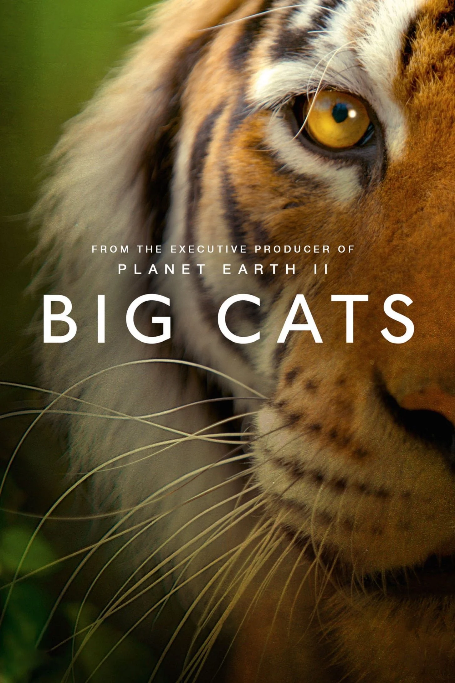 Poster for the BBC NHU series 'Big Cats'. Close-up of a tiger's face, focusing on its eye and fur patterns.