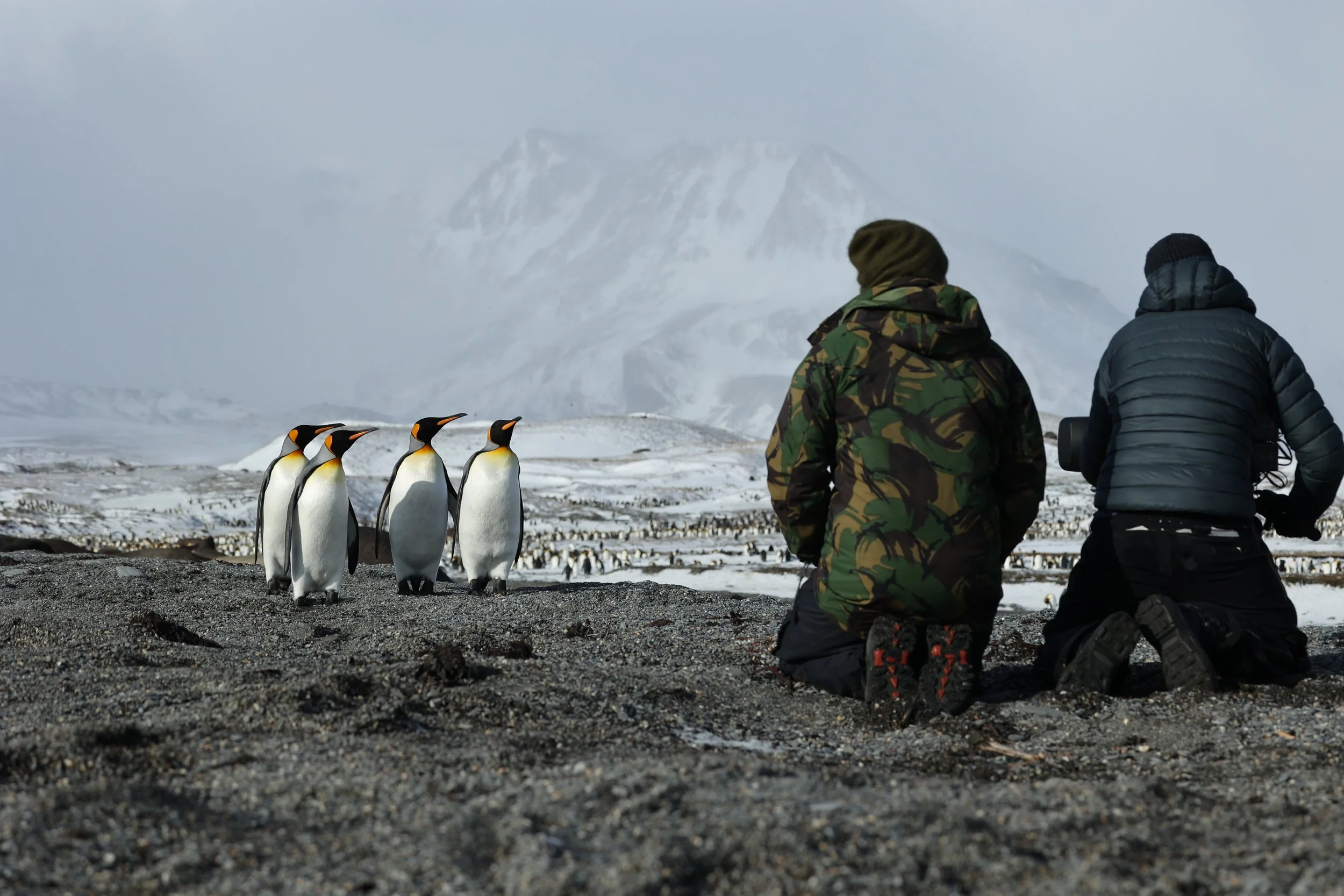 Anthony Pyper and Miguel Willis filming King Penguins on South Georgia.