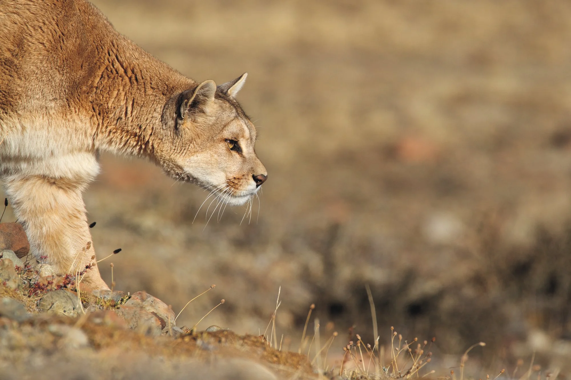 A Puma stalking in Torres del Paine National Park, Chile. Copyright Anthony Pyper.
