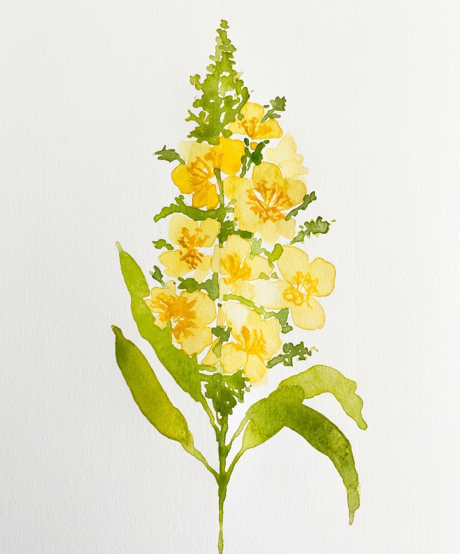 Watercolor painting of a yellow flowering plant with green leaves and a tall green spike at the top.