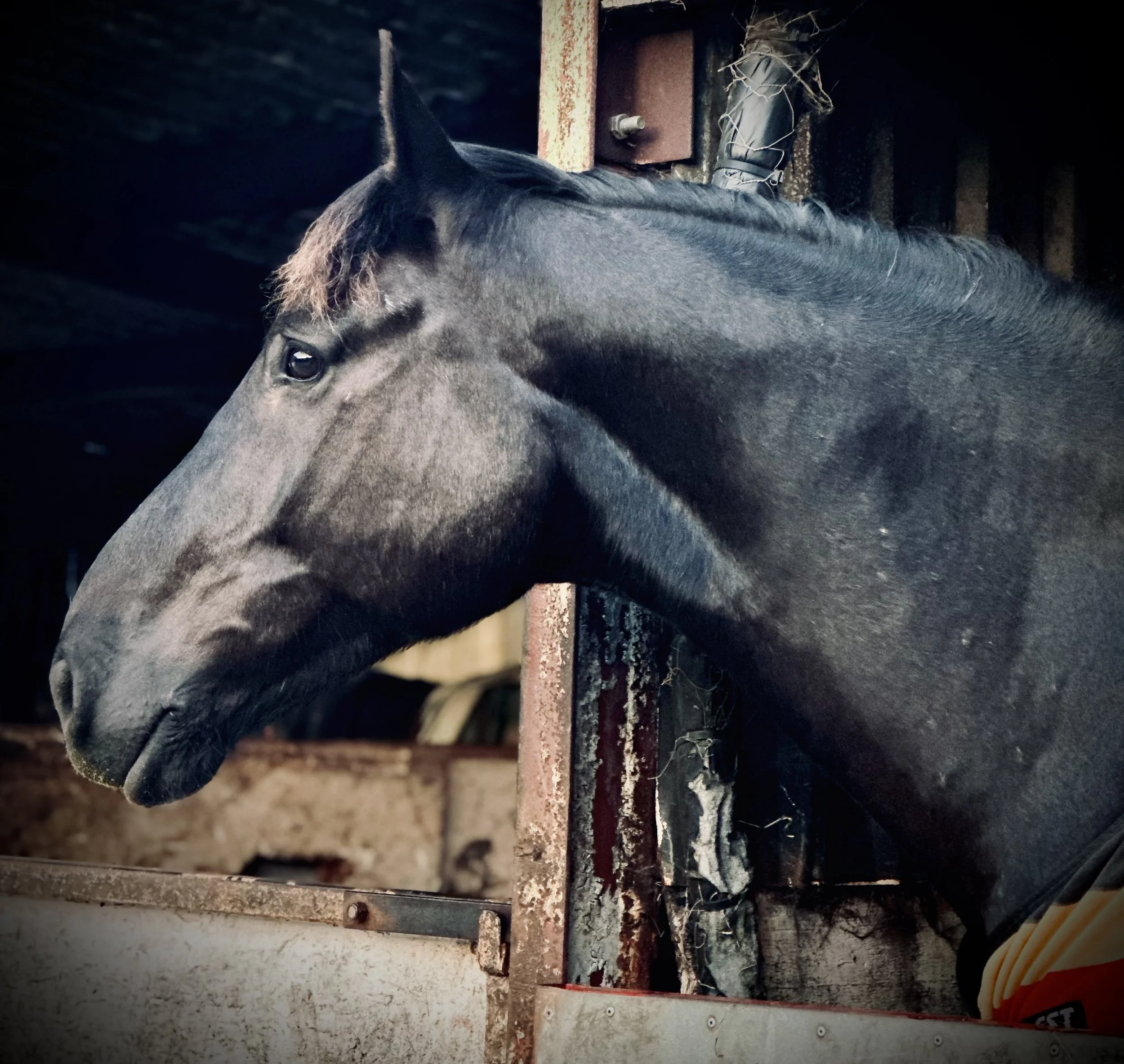 A dark gray horse standing inside a stable next to a wall with rusty metal beams and a black plastic bag tied with string on the wall. The horse is looking slightly to the side, showing its eye and part of its face and neck.