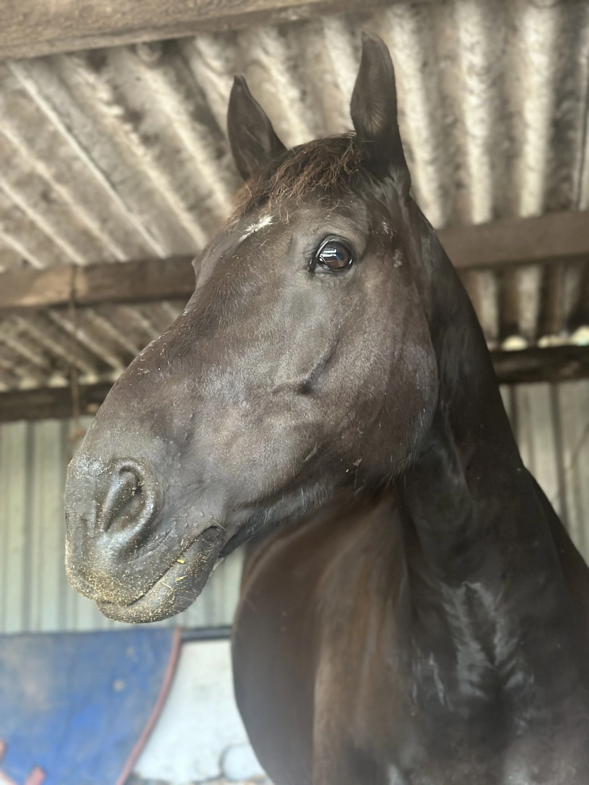 Close-up of a black horse's head with a brown mane, taken from below, inside a stable or barn.