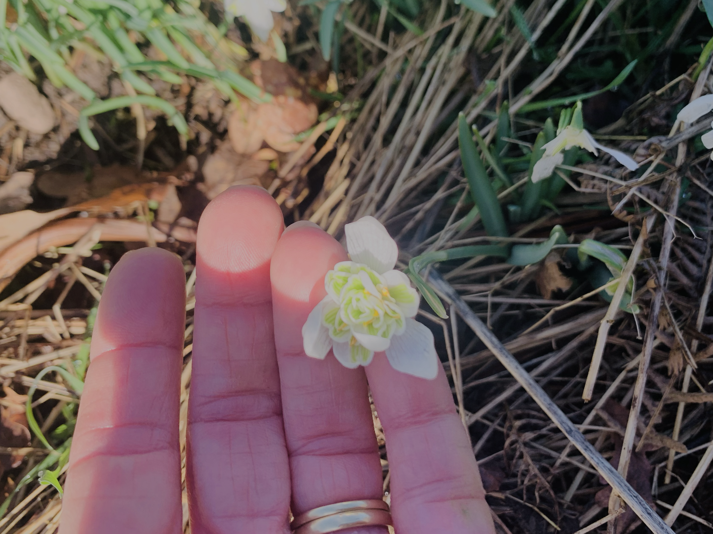 Close-up of a person's fingers holding a small white flower with yellow and green details, surrounded by green grass and brown soil.