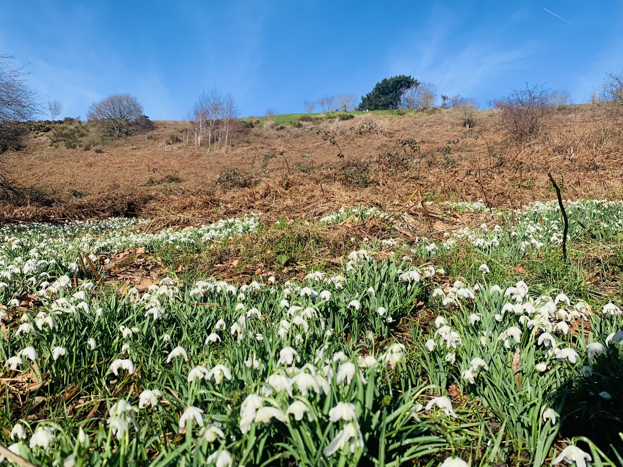 Shropshire landscape of snowdrops with a hillside covered in dry brown vegetation and a small patch of green grass near the top. The sky overhead is bright blue with a visible airplane contrail.